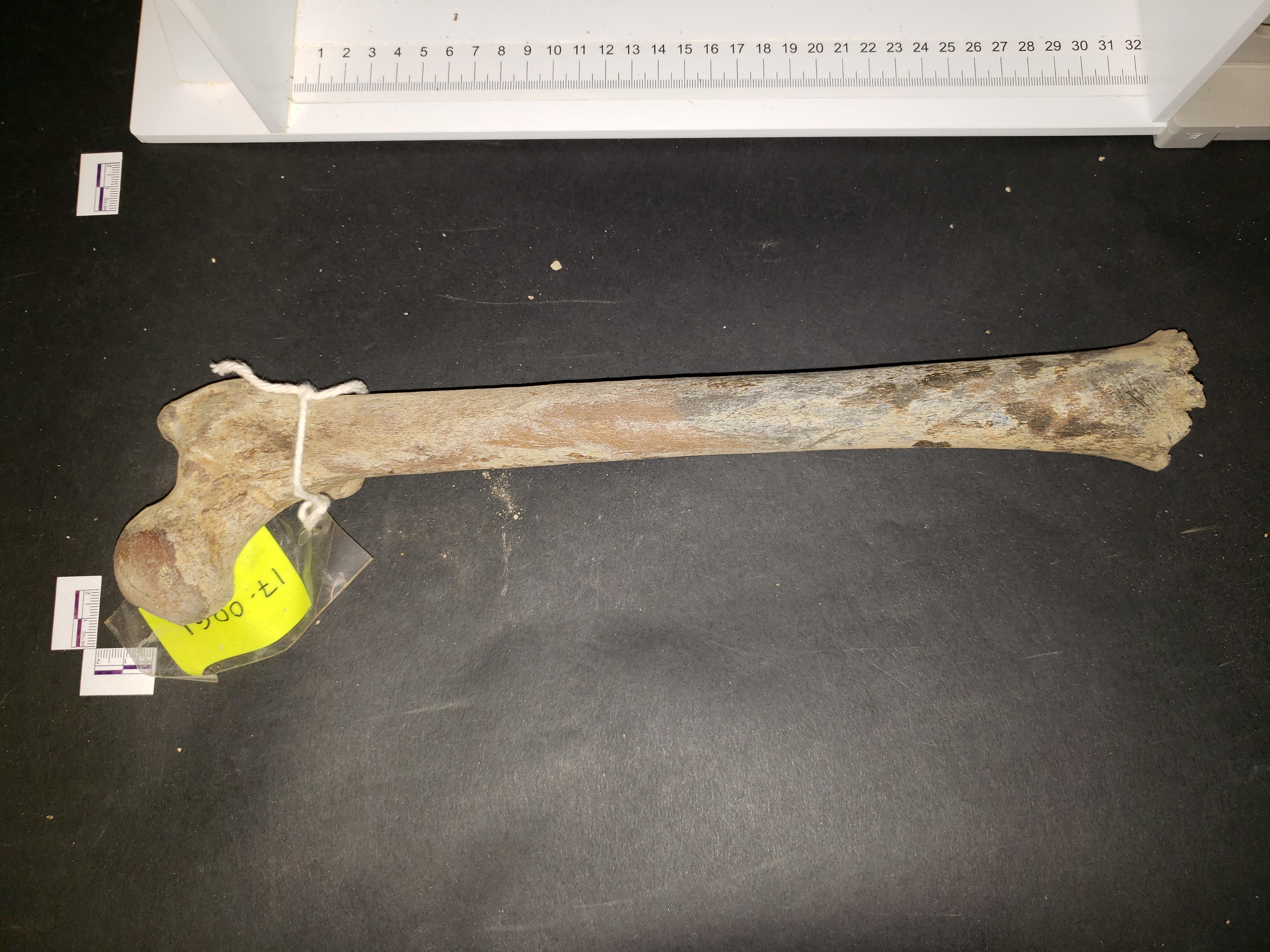 Anterior View of Left Femur