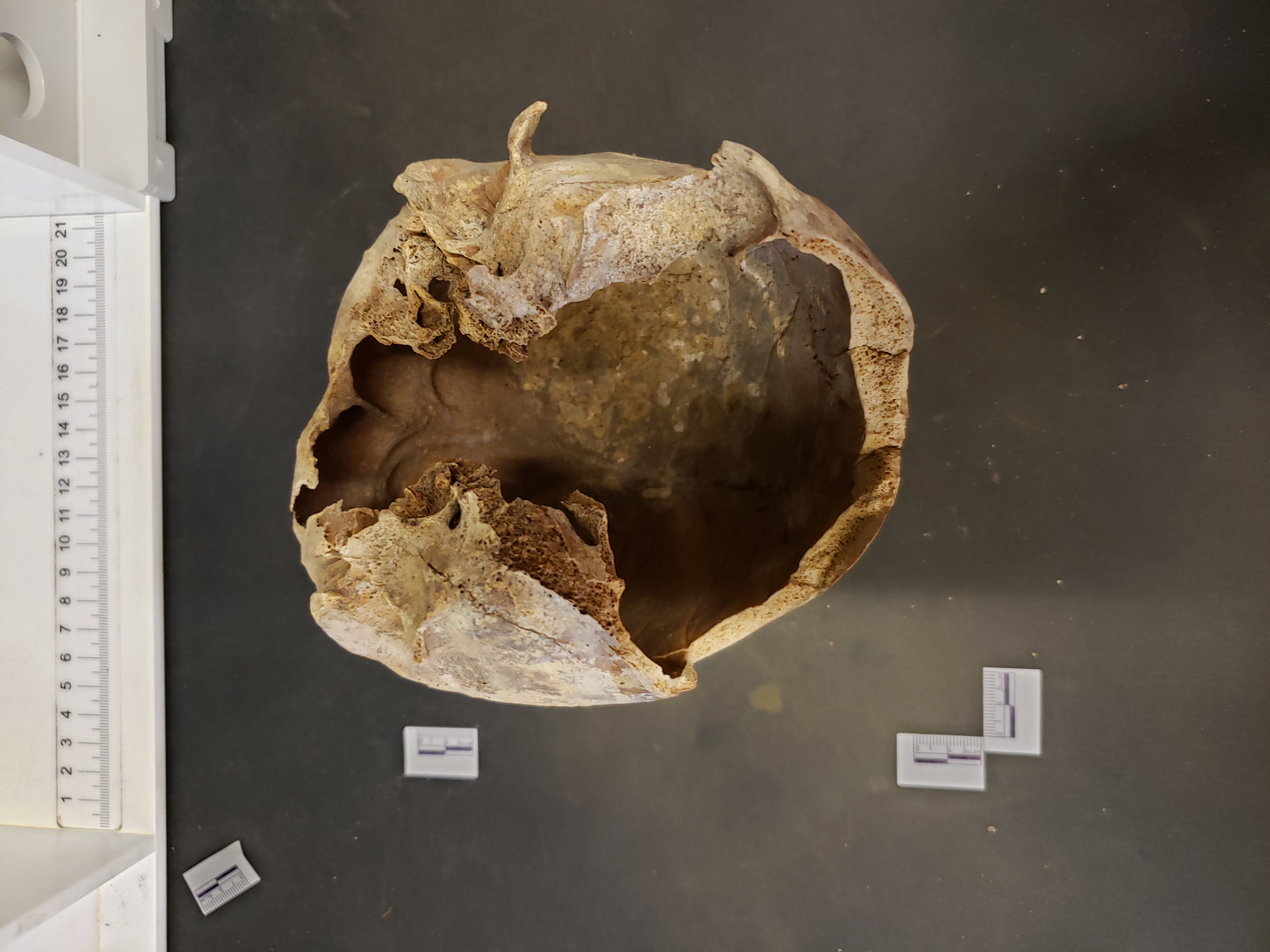 Inferior view