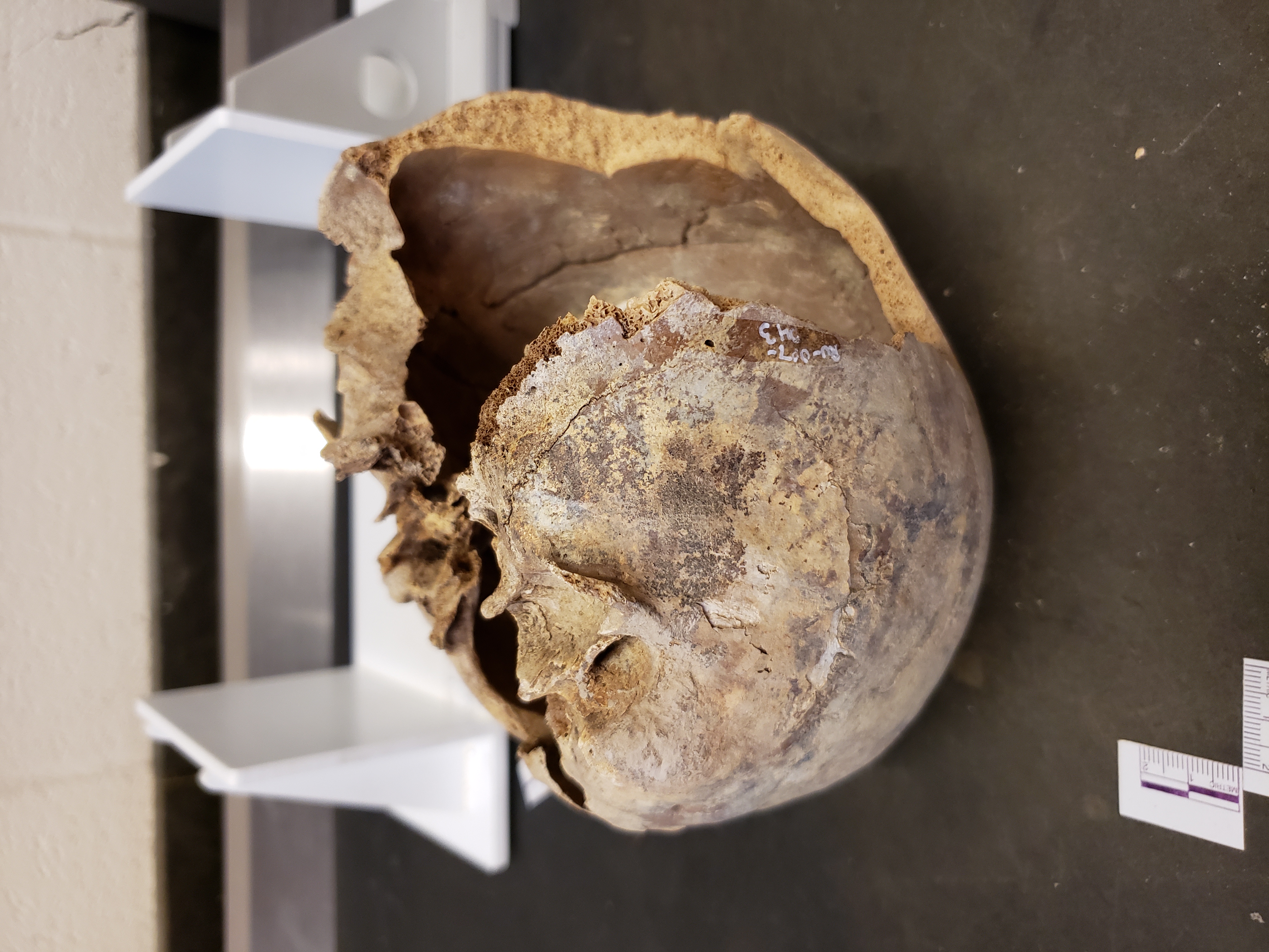 Left view (inferior up)