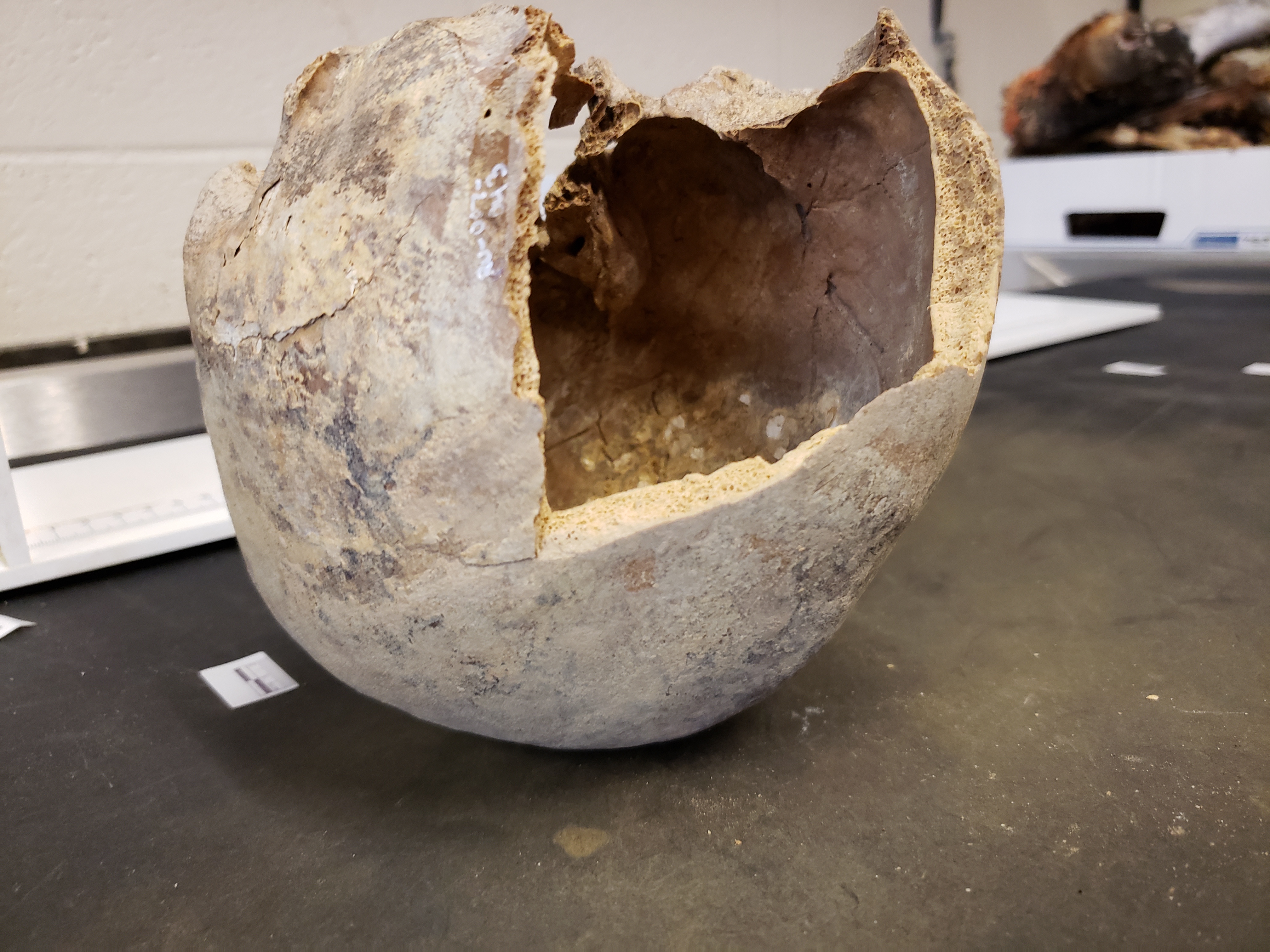 Ectocranial view of break (inferior up)
