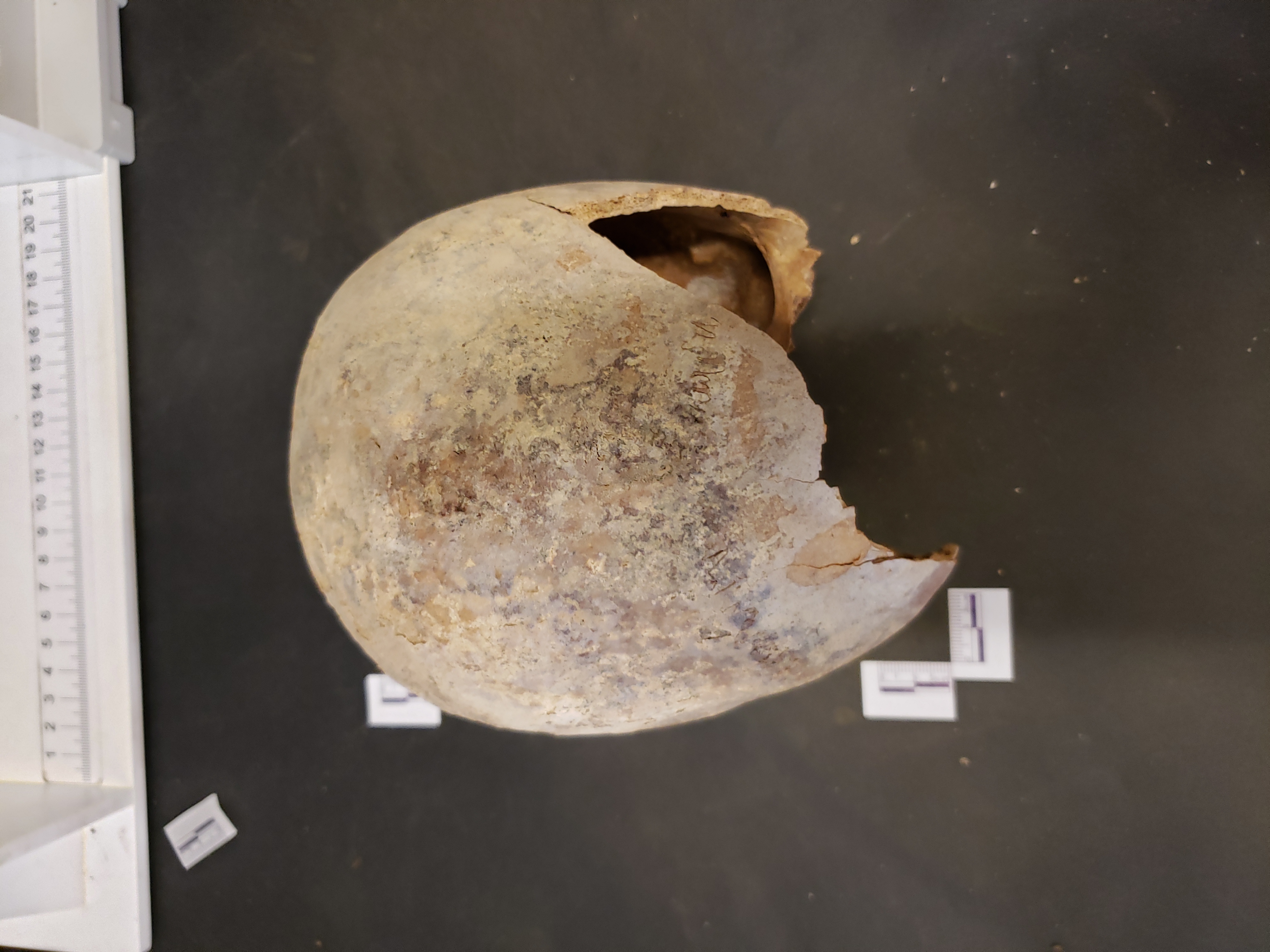 Ectocranial view (anterior down)
