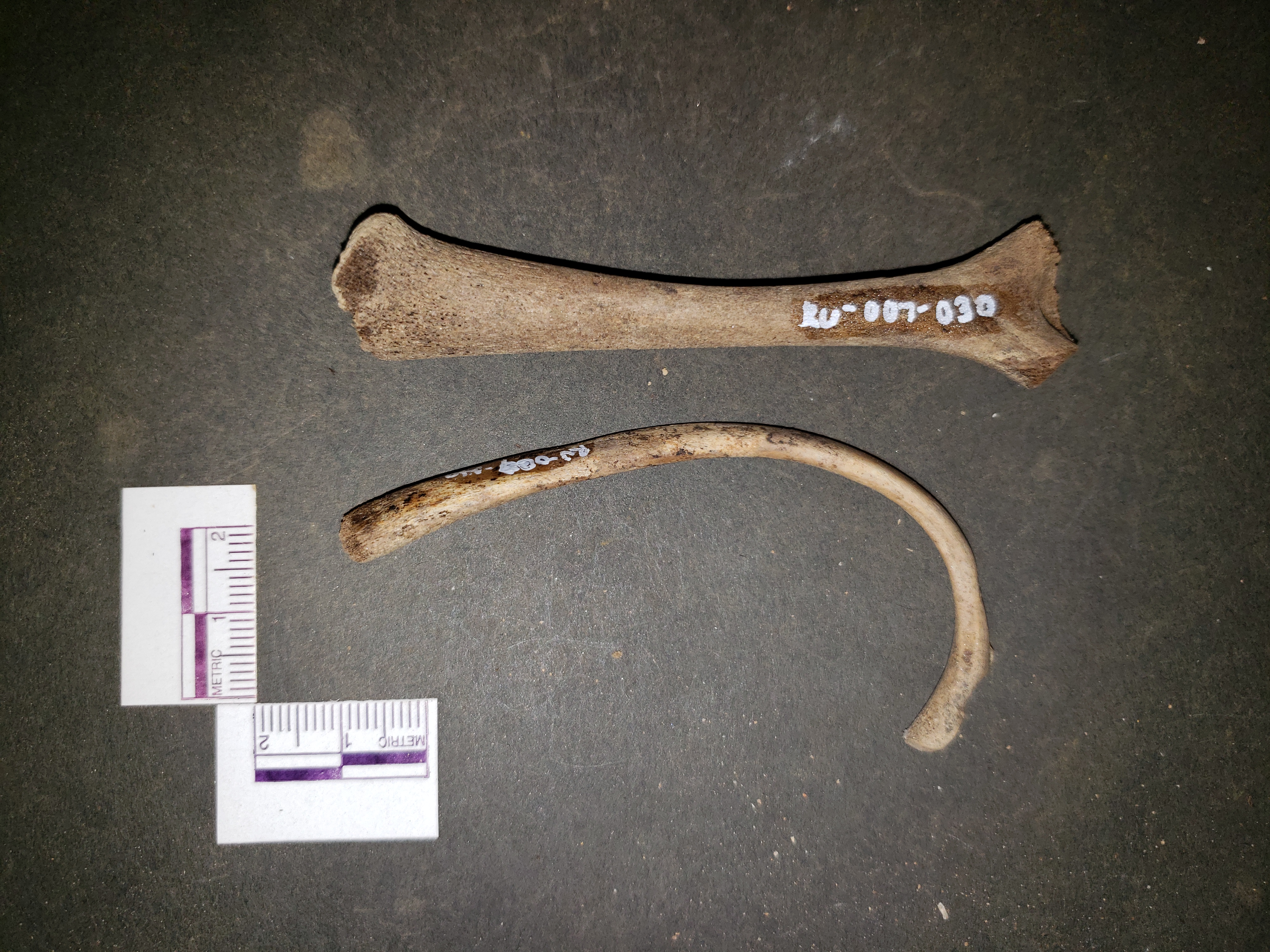 Subadult bones