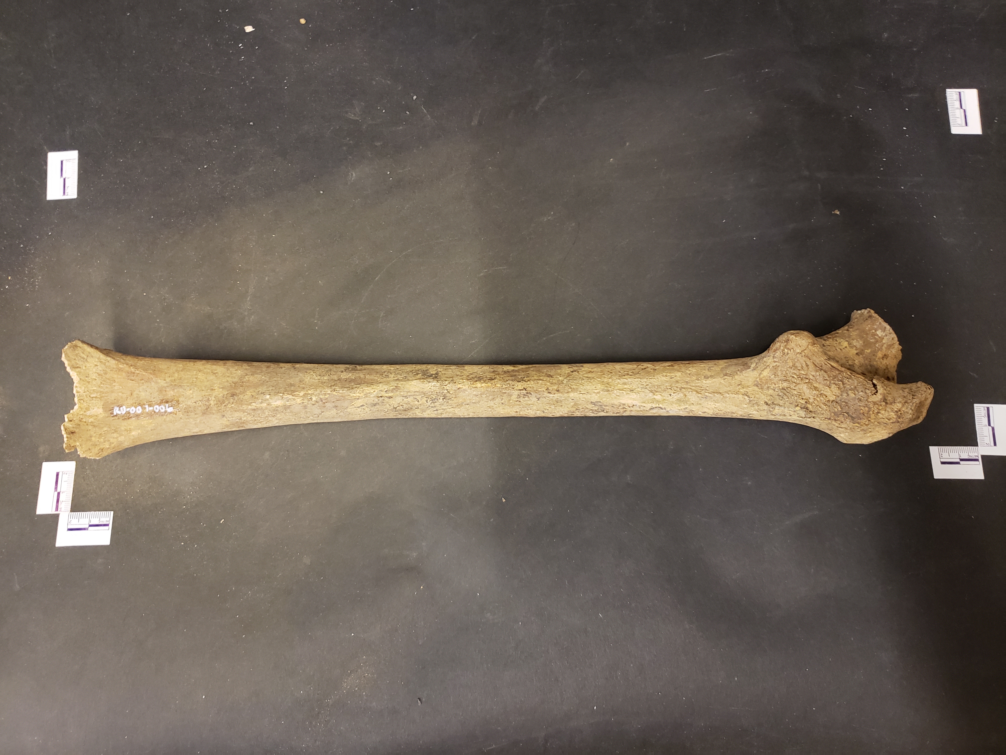 Posterior View of Right Femur (proximal end down)