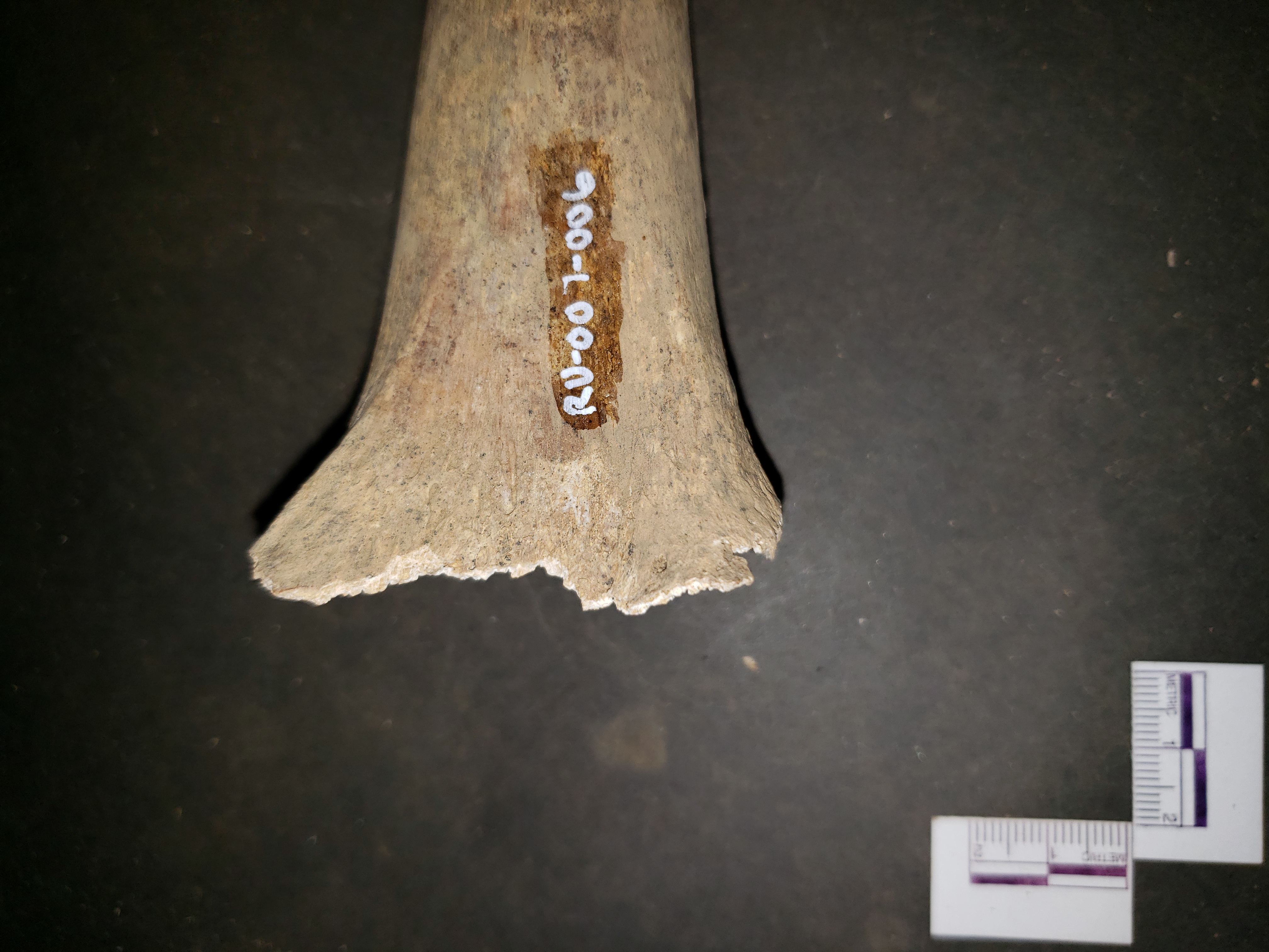 Distal end