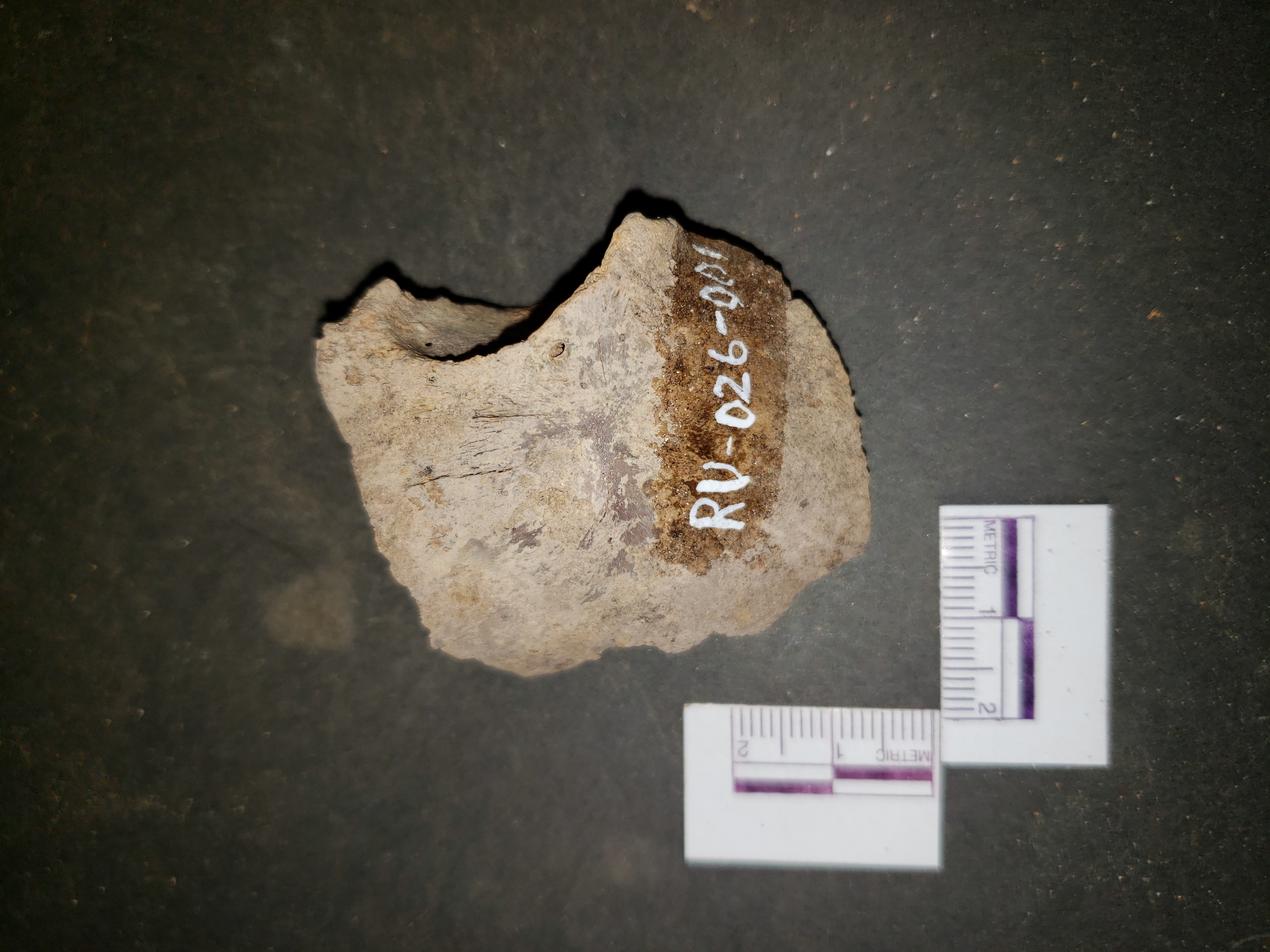 Ectocranial view (anterior right)