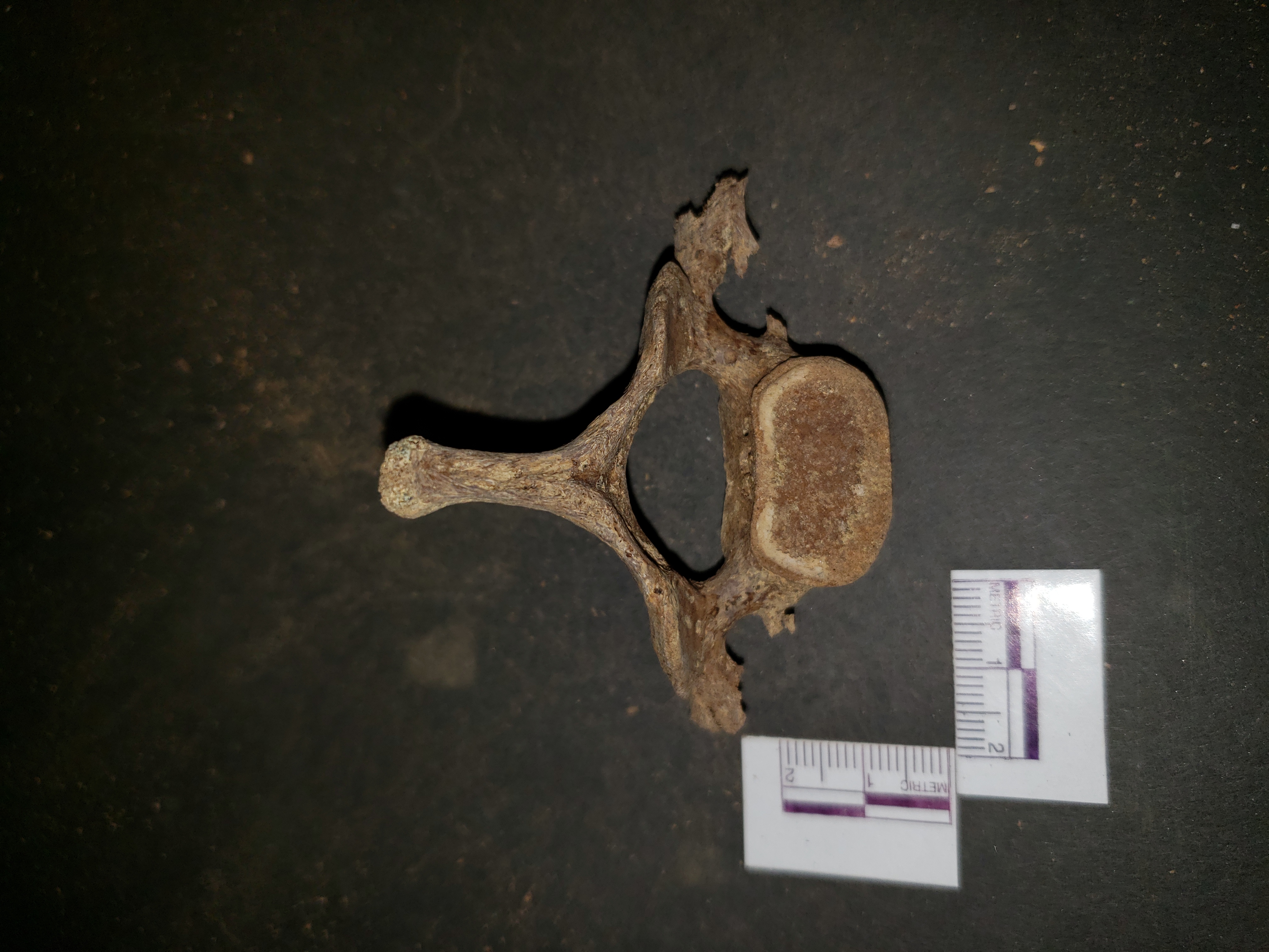 Inferior view (posterior up)