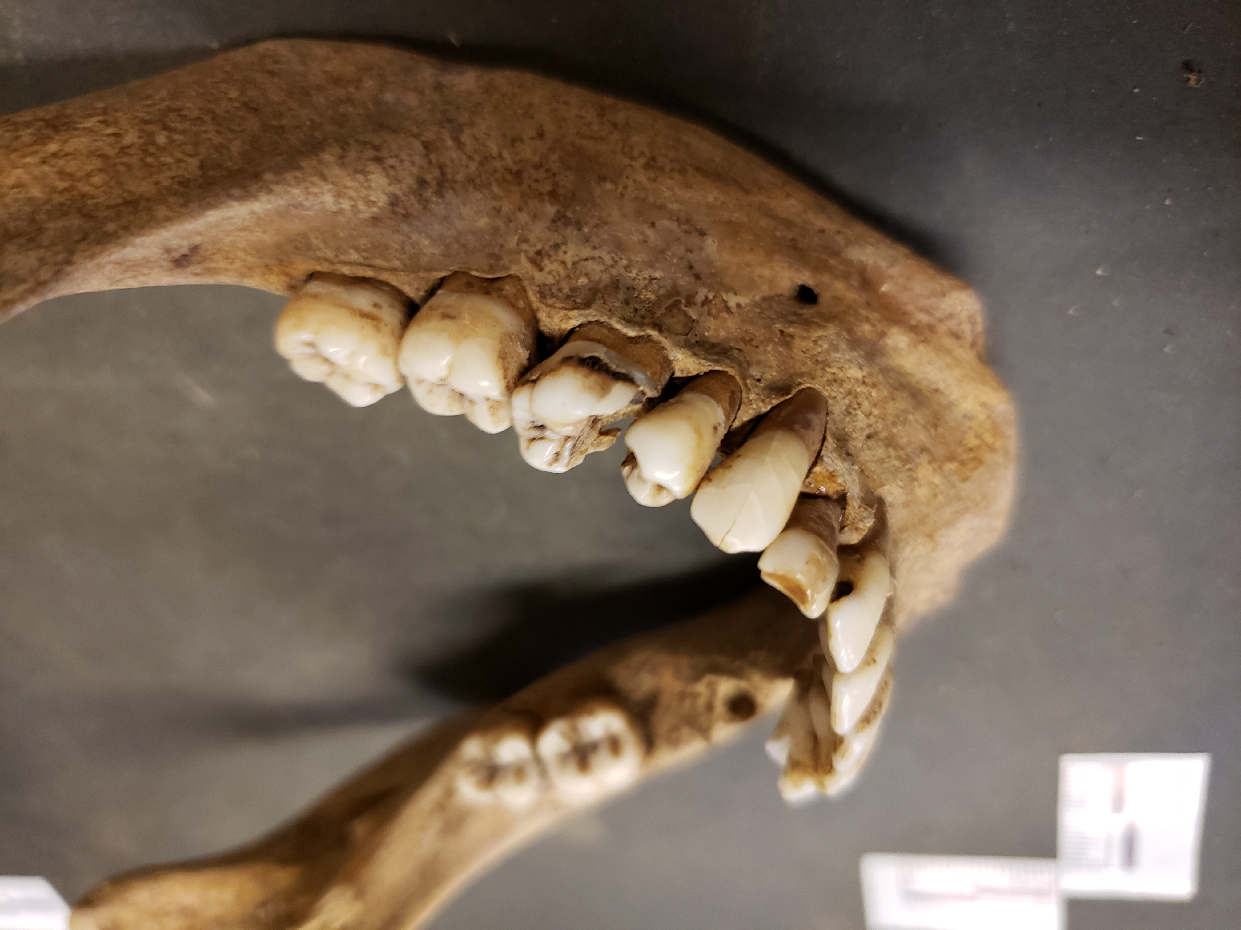Close-up of cavity