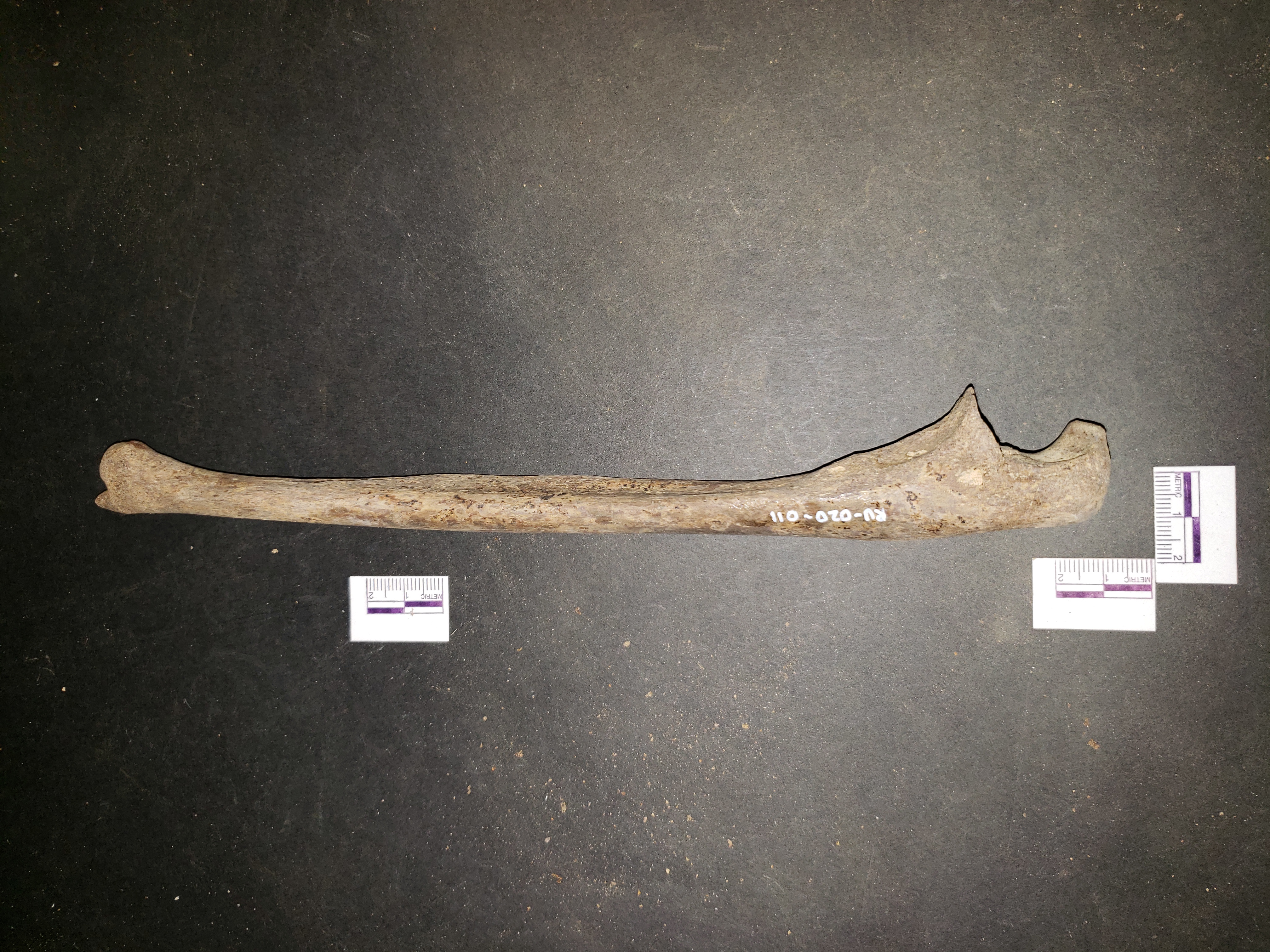 Medial view (proximal down)