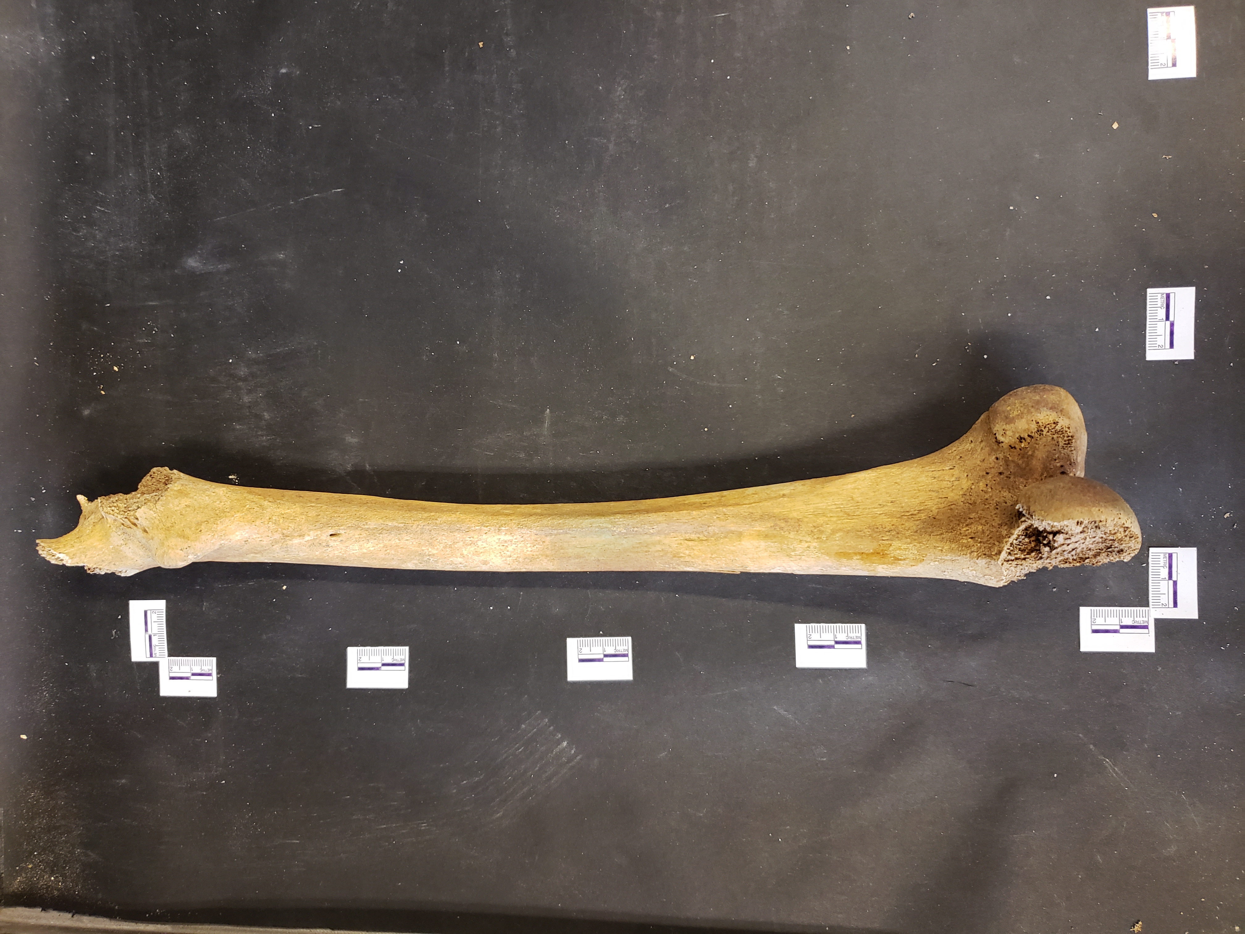 Medial/Posterior view (distal down)