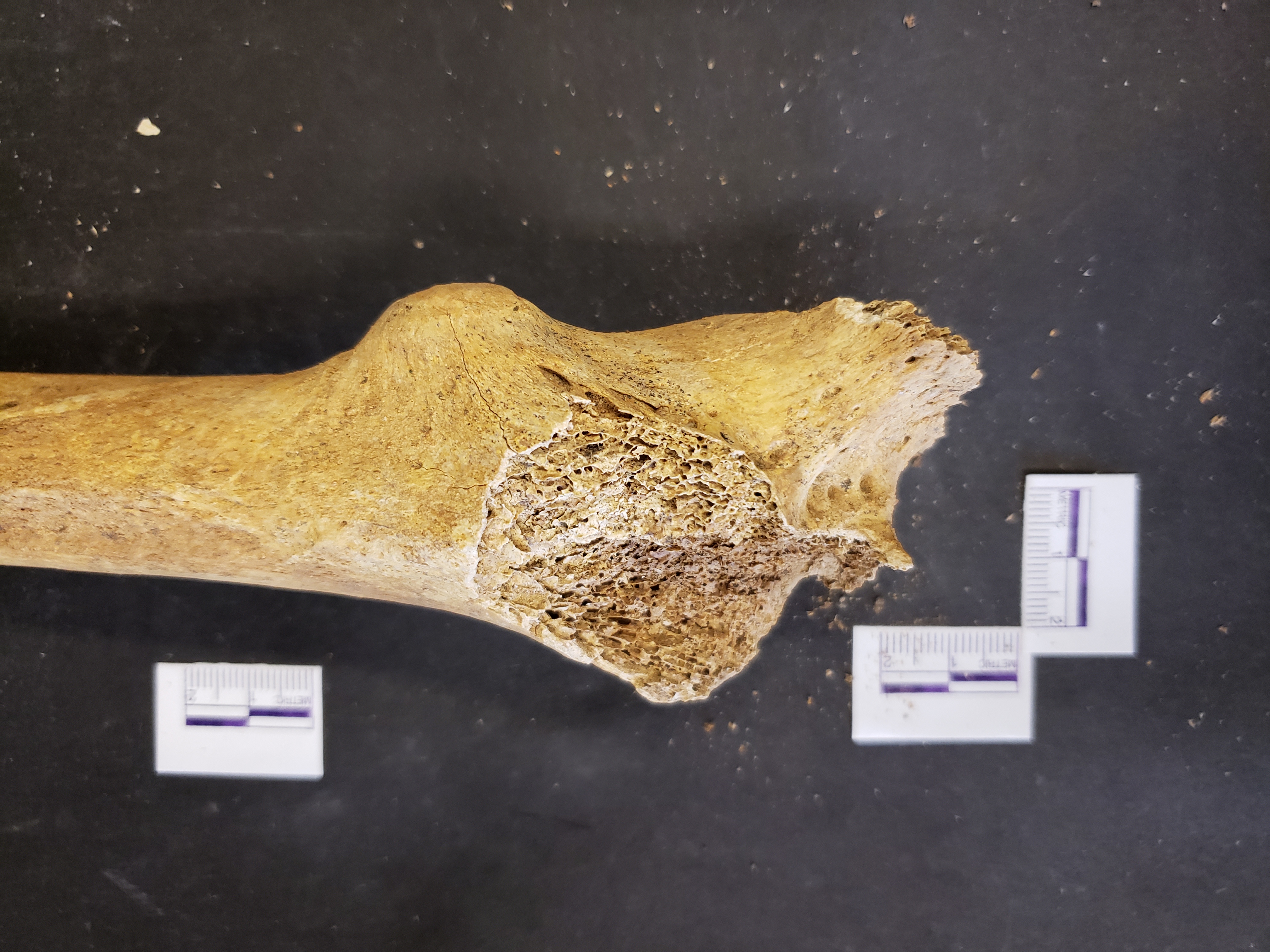 Proximal end (posterior)