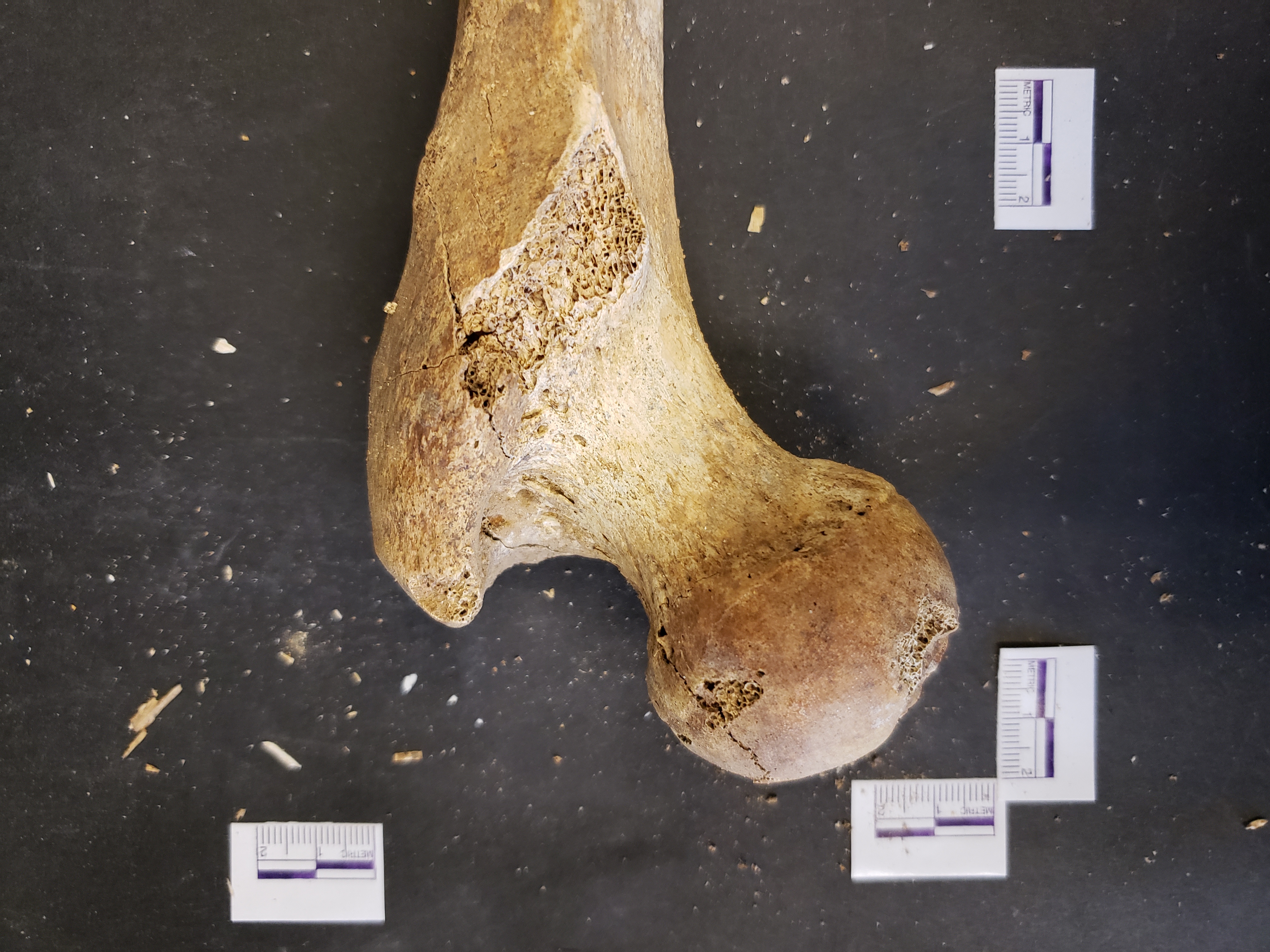 Proximal end (posterior)