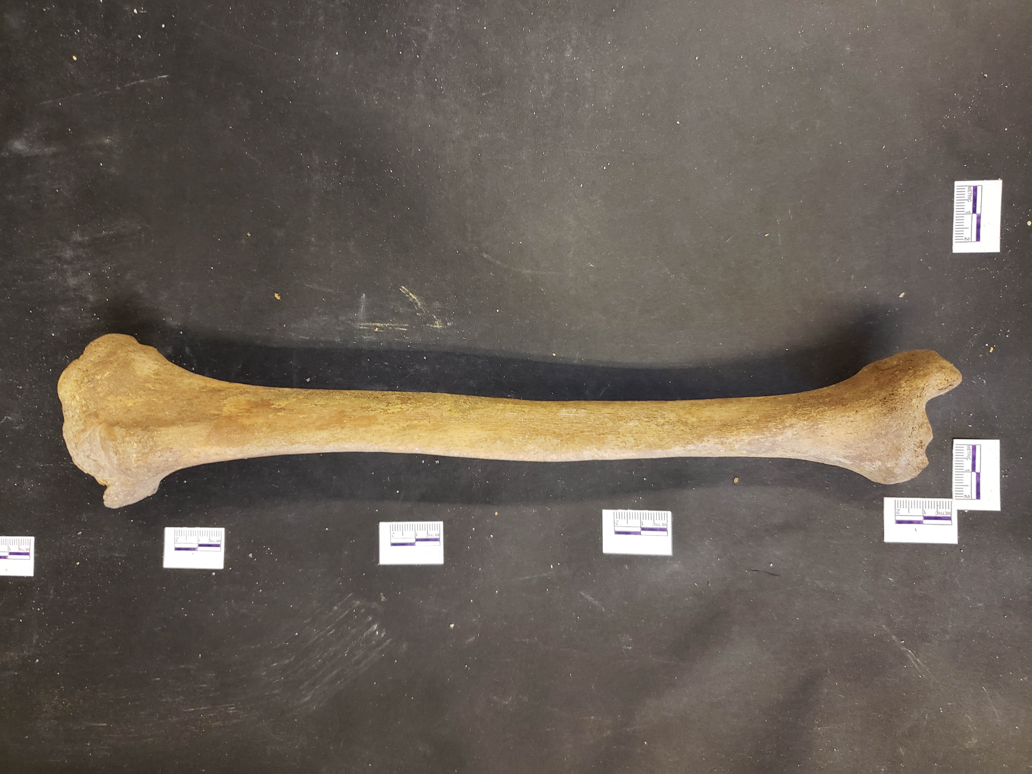 Anterior view (distal down)