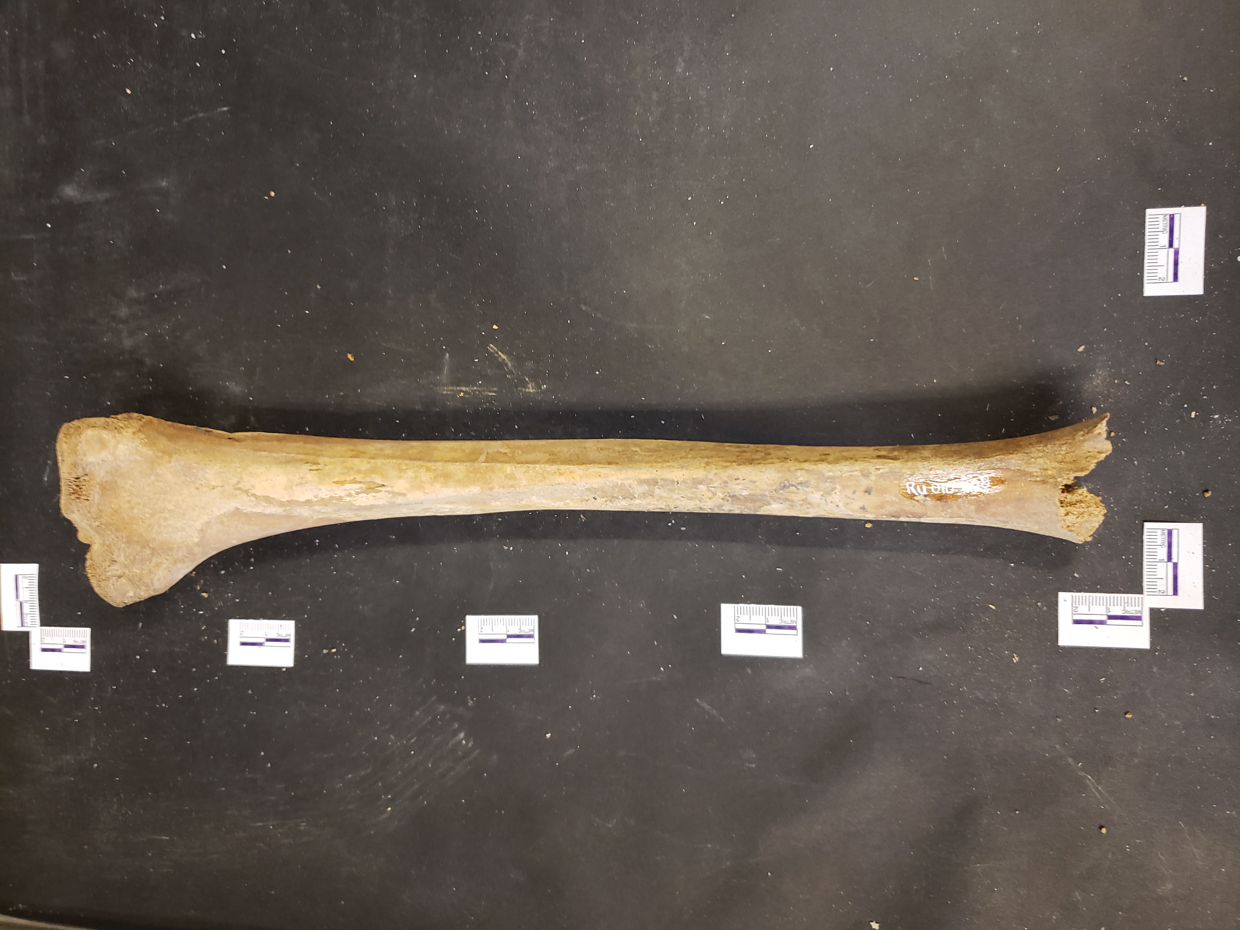 Posterior view (distal down)