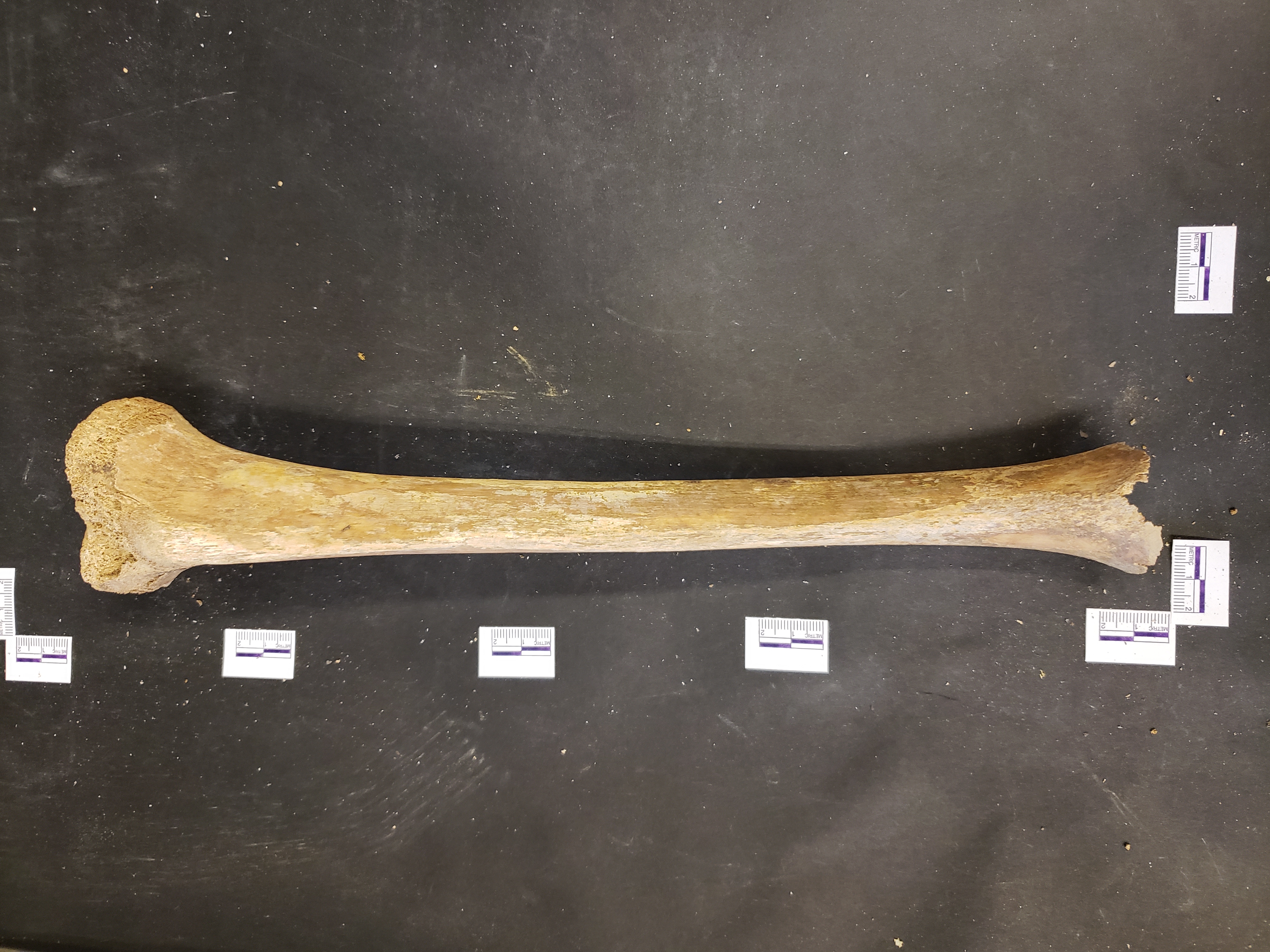 Anterior view (distal down)