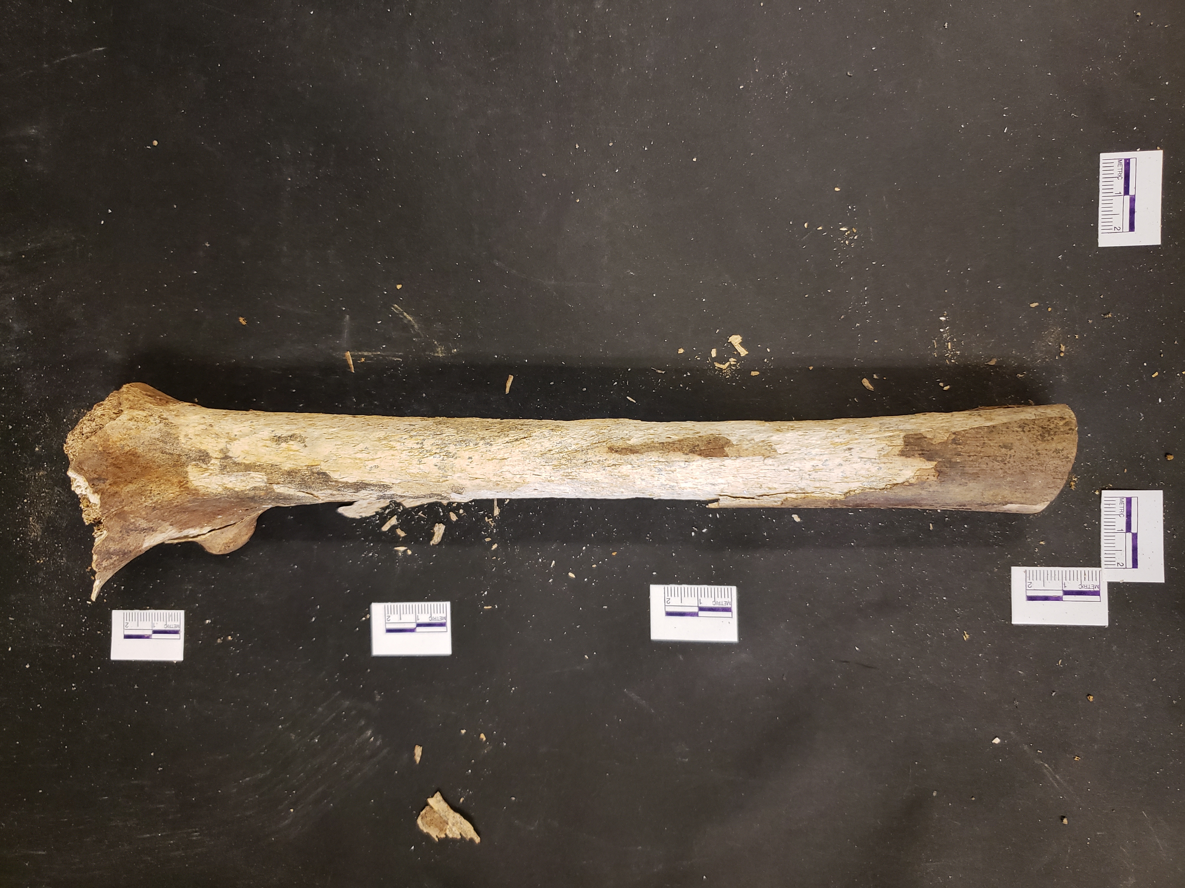 Anterior view (distal down)