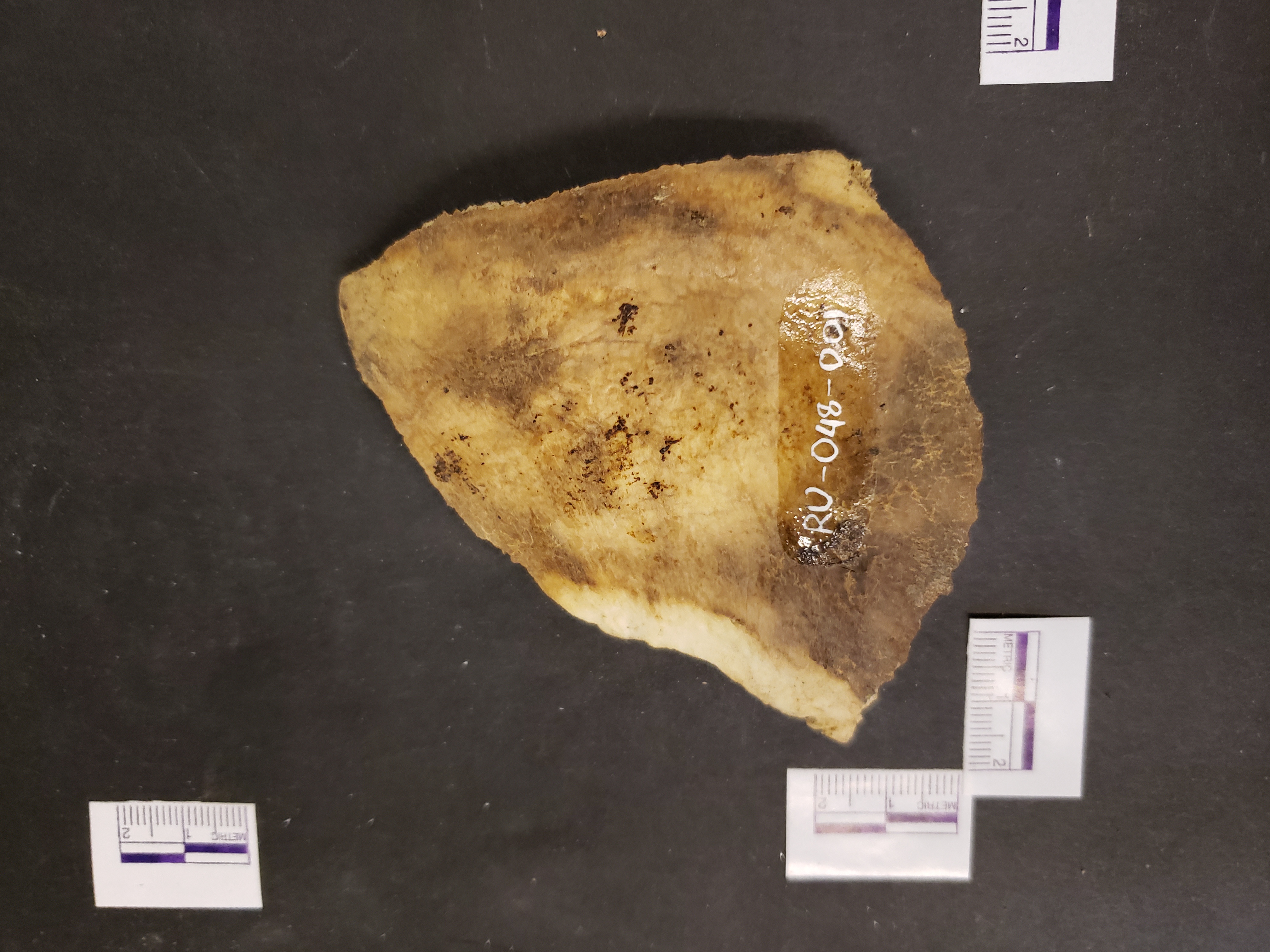 Ectocranial view (anterior down)