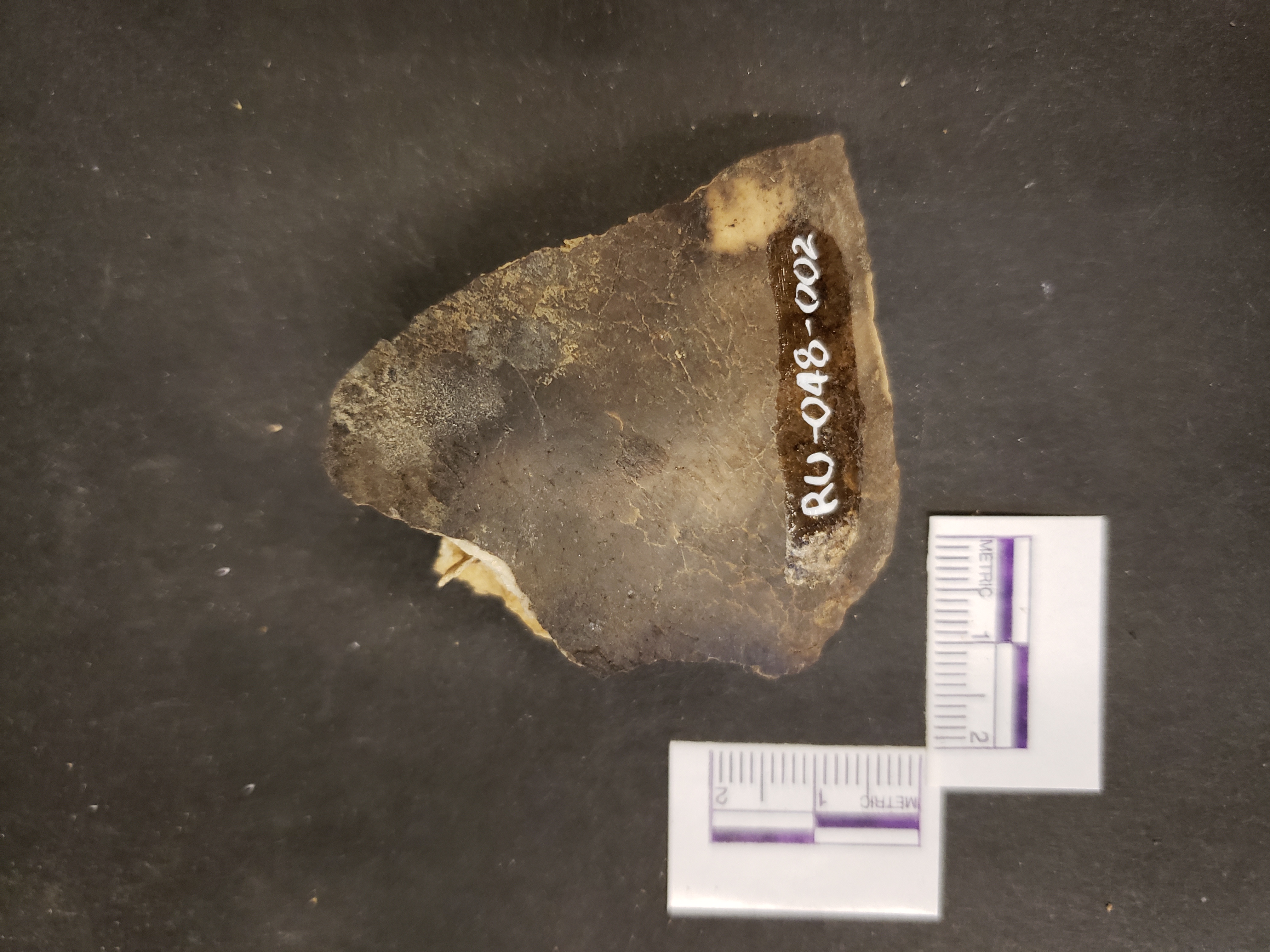 Ectocranial view