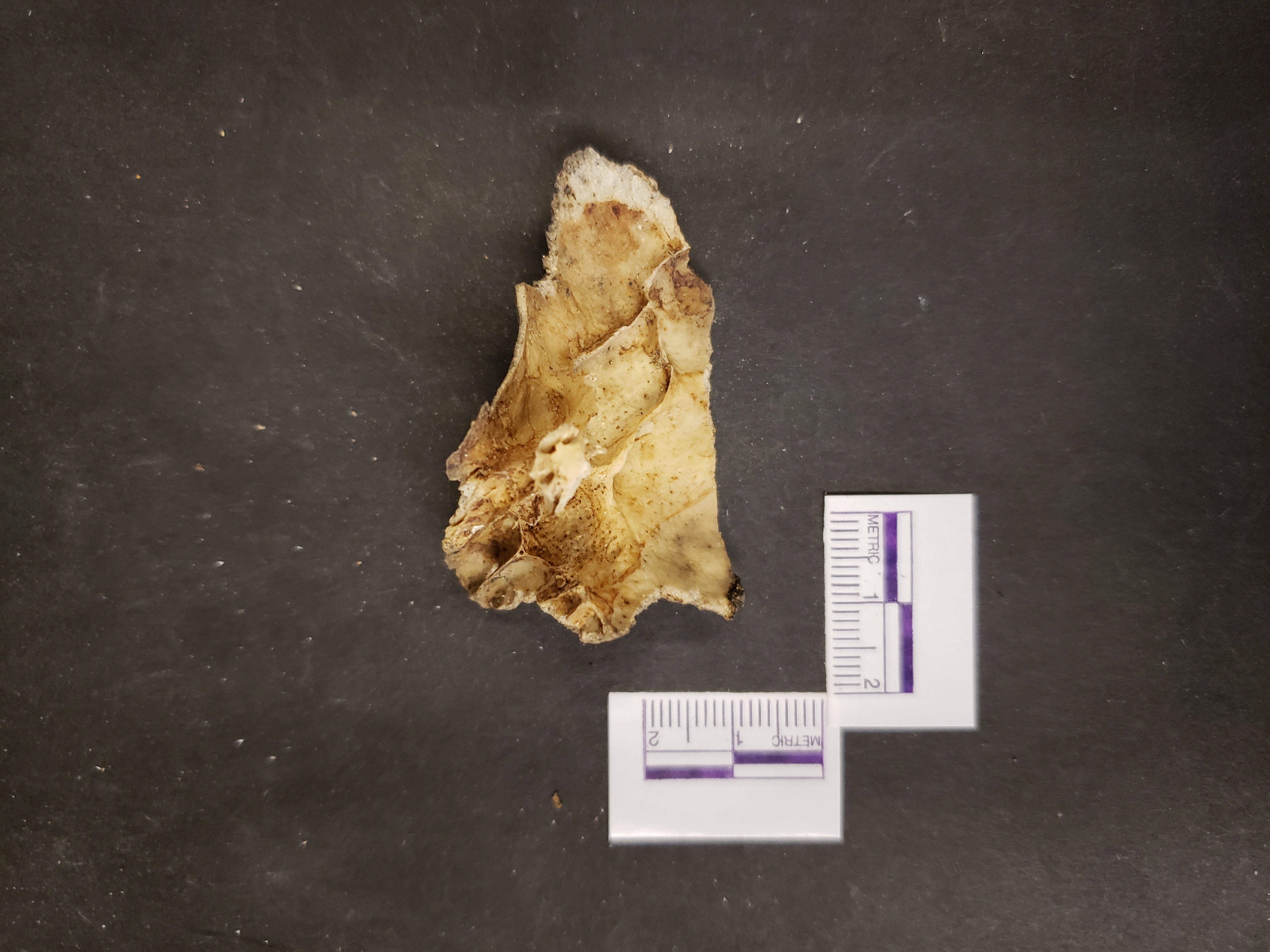 Endocranial view