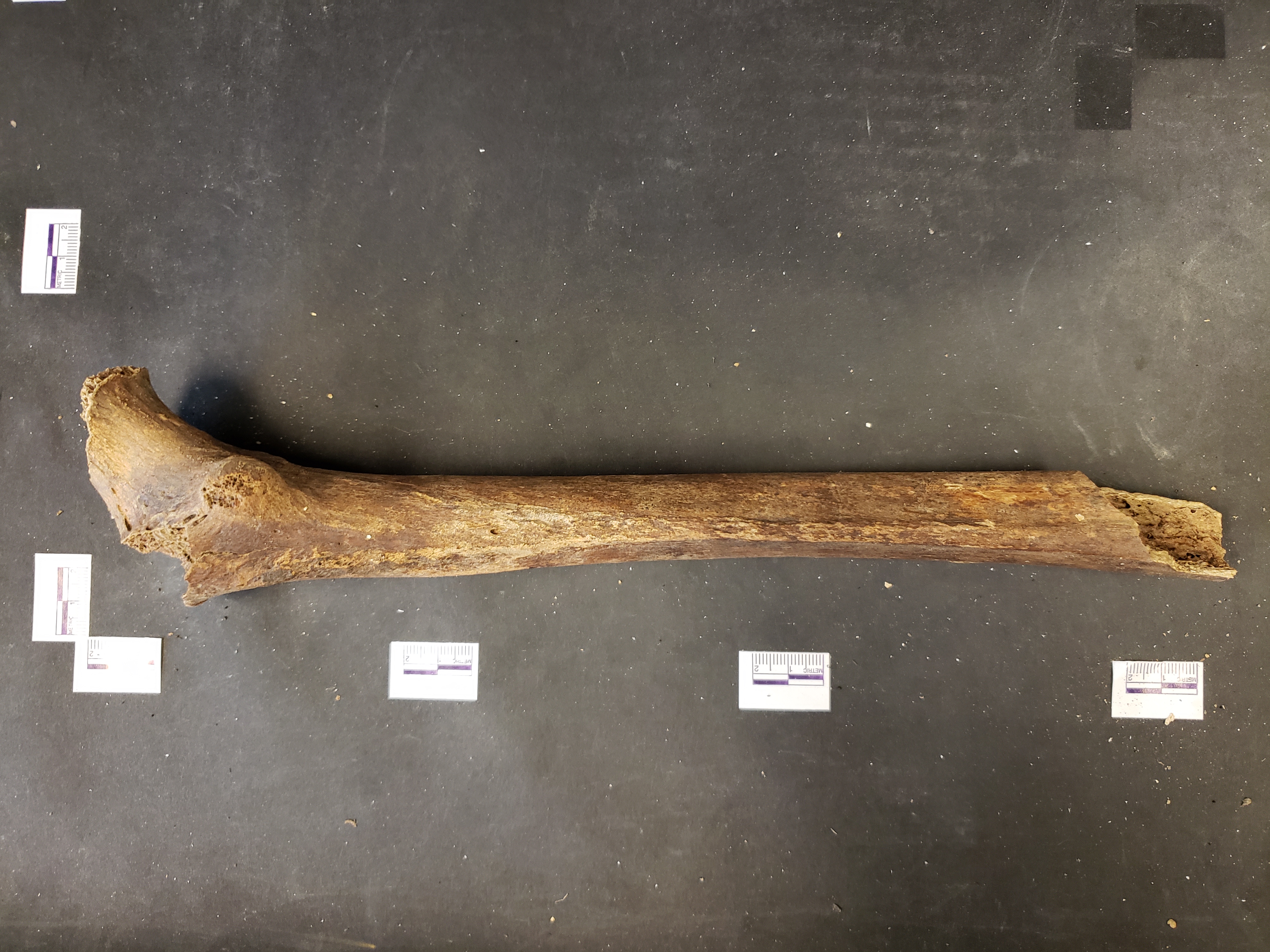 Posterior view (distal down)