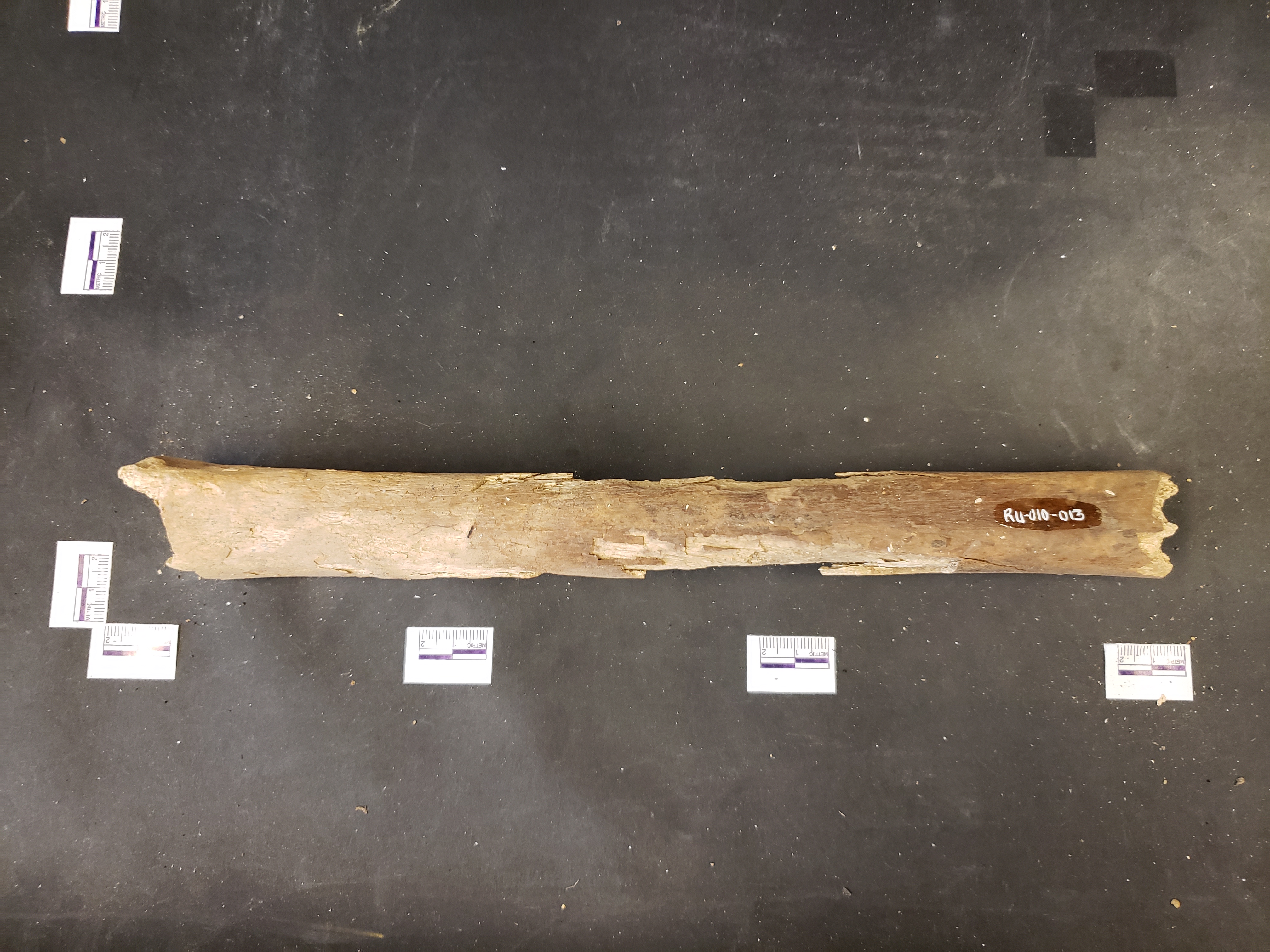 Anterior view (distal down)