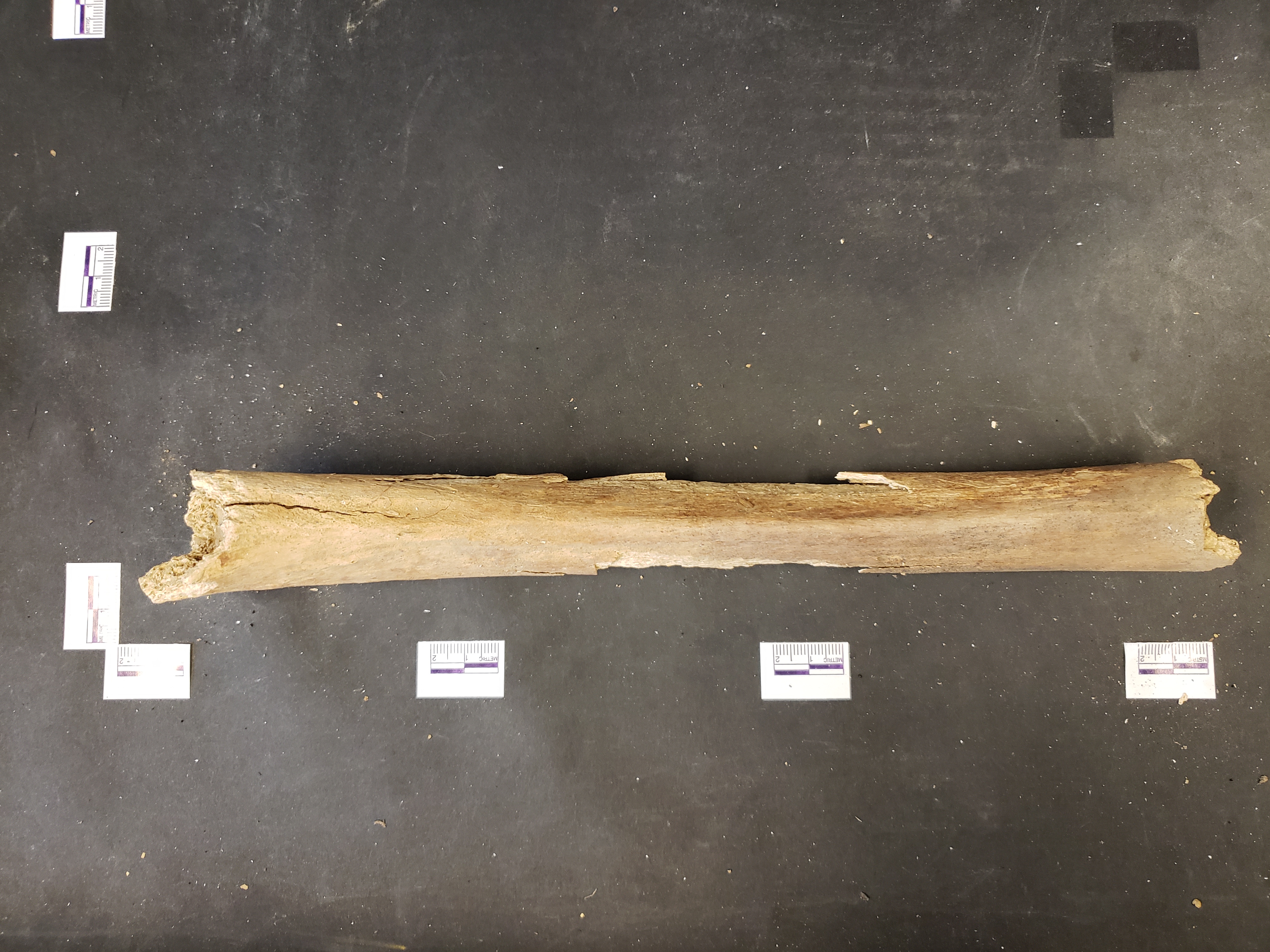 Posterior view (distal down)
