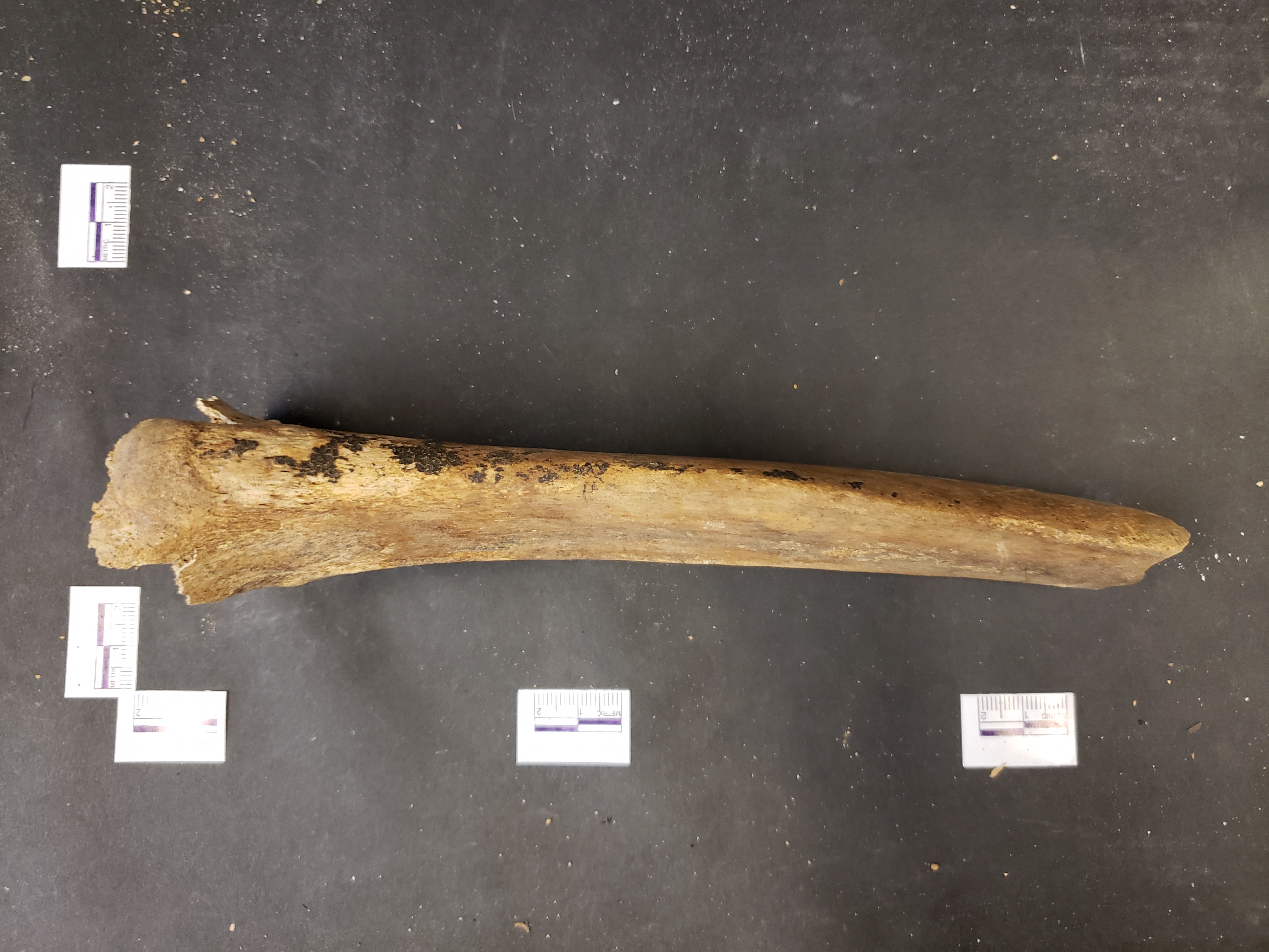 Anterior view (distal down)
