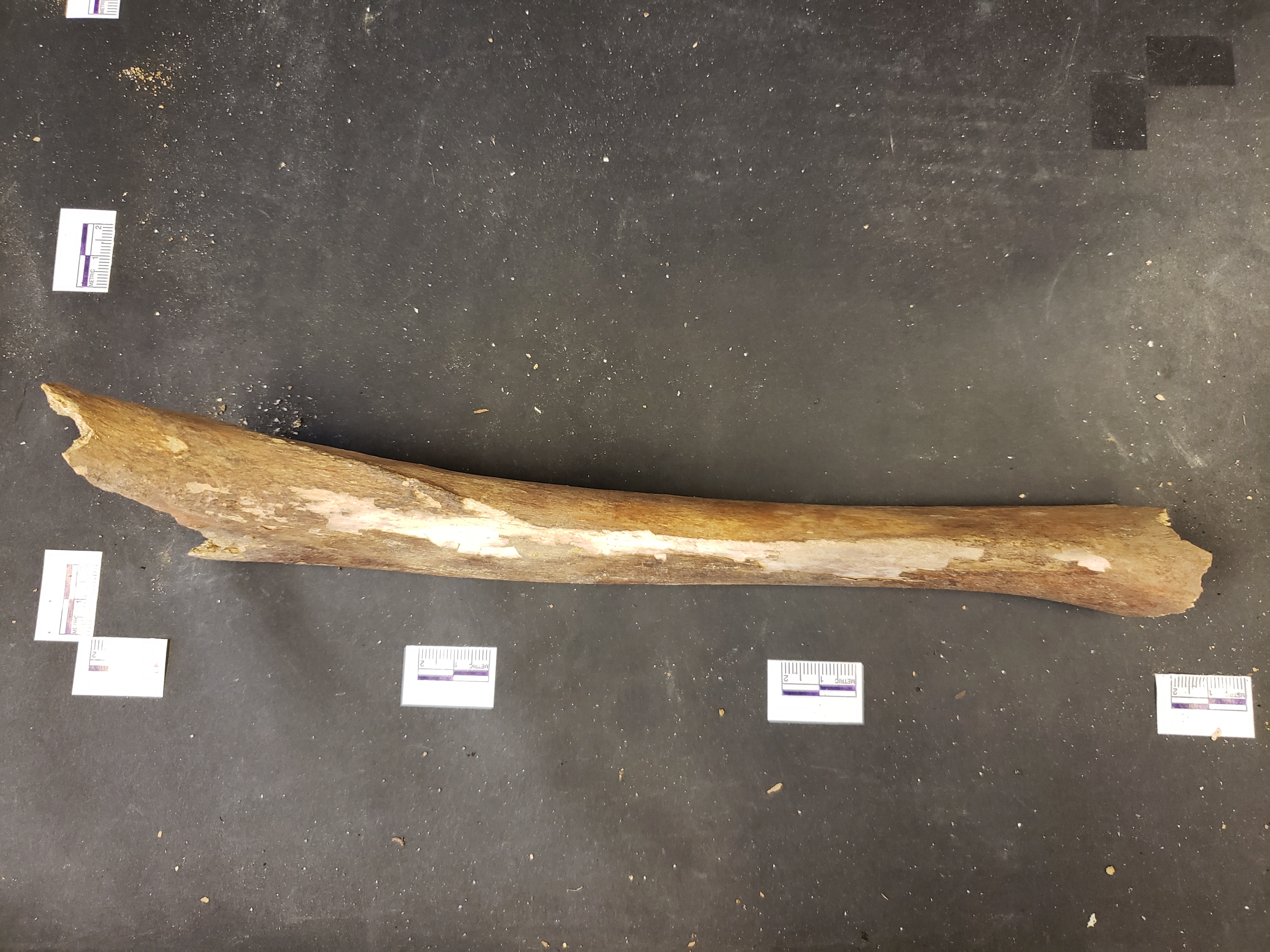 Lateral view (distal down)