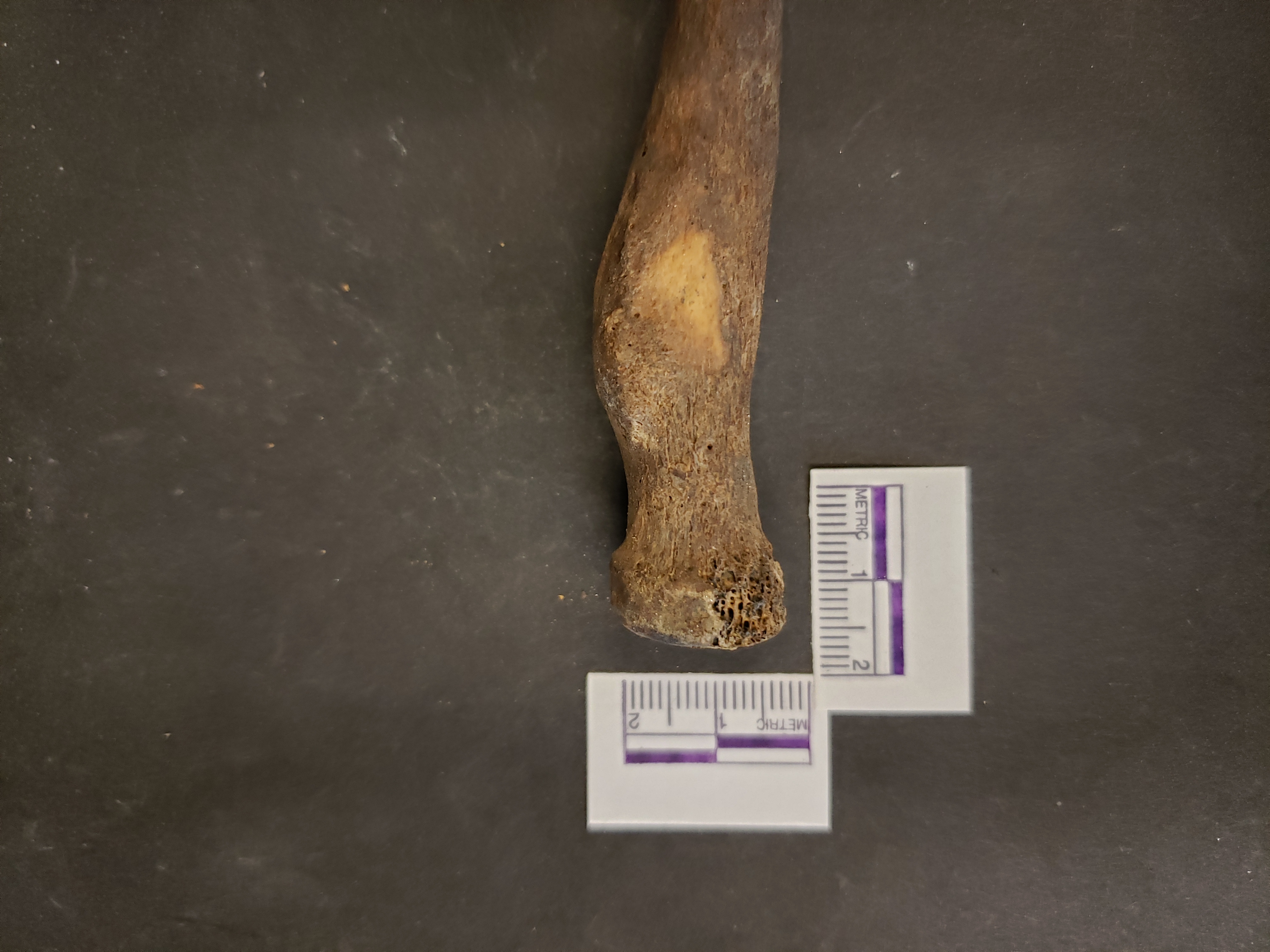 Proximal end