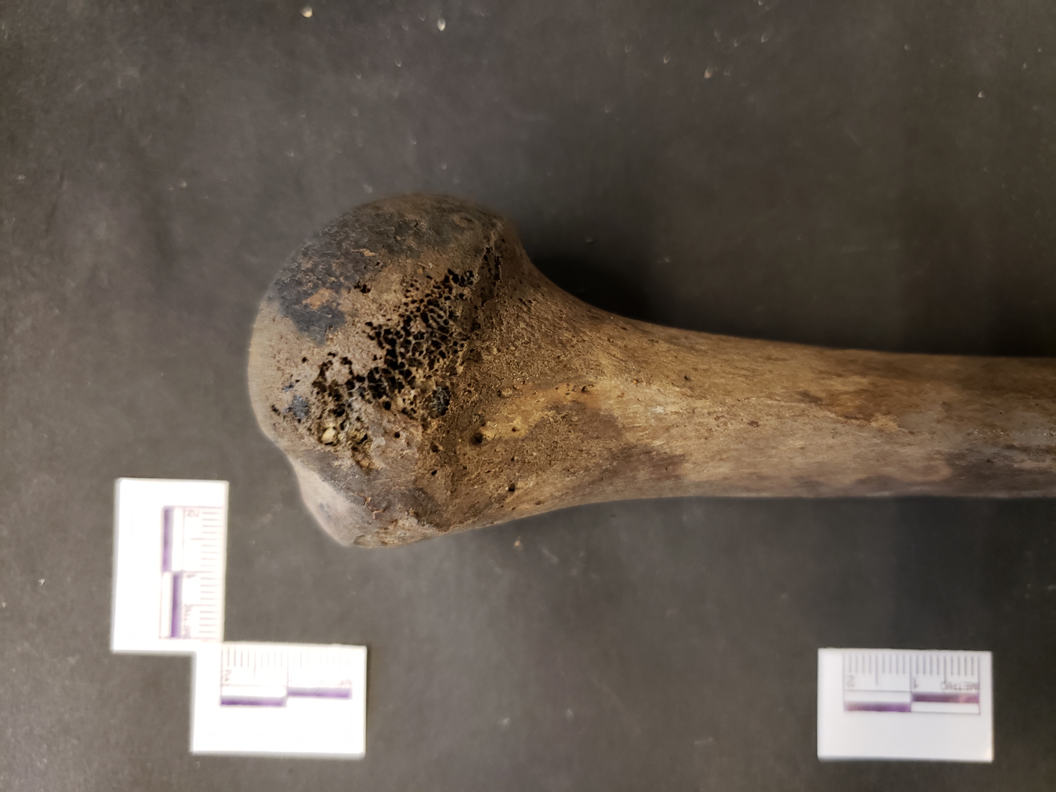 Proximal end (posterior)