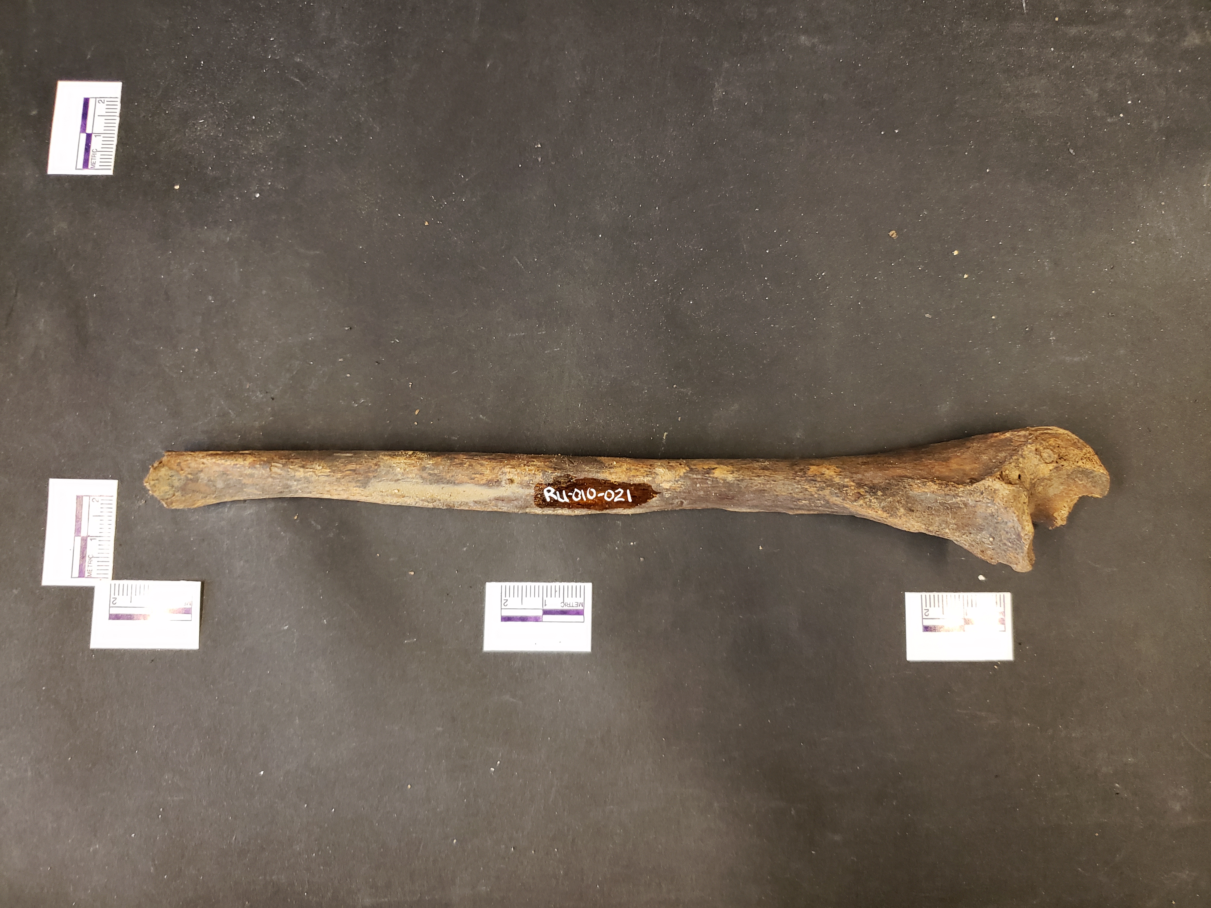 Medial view (distal up)