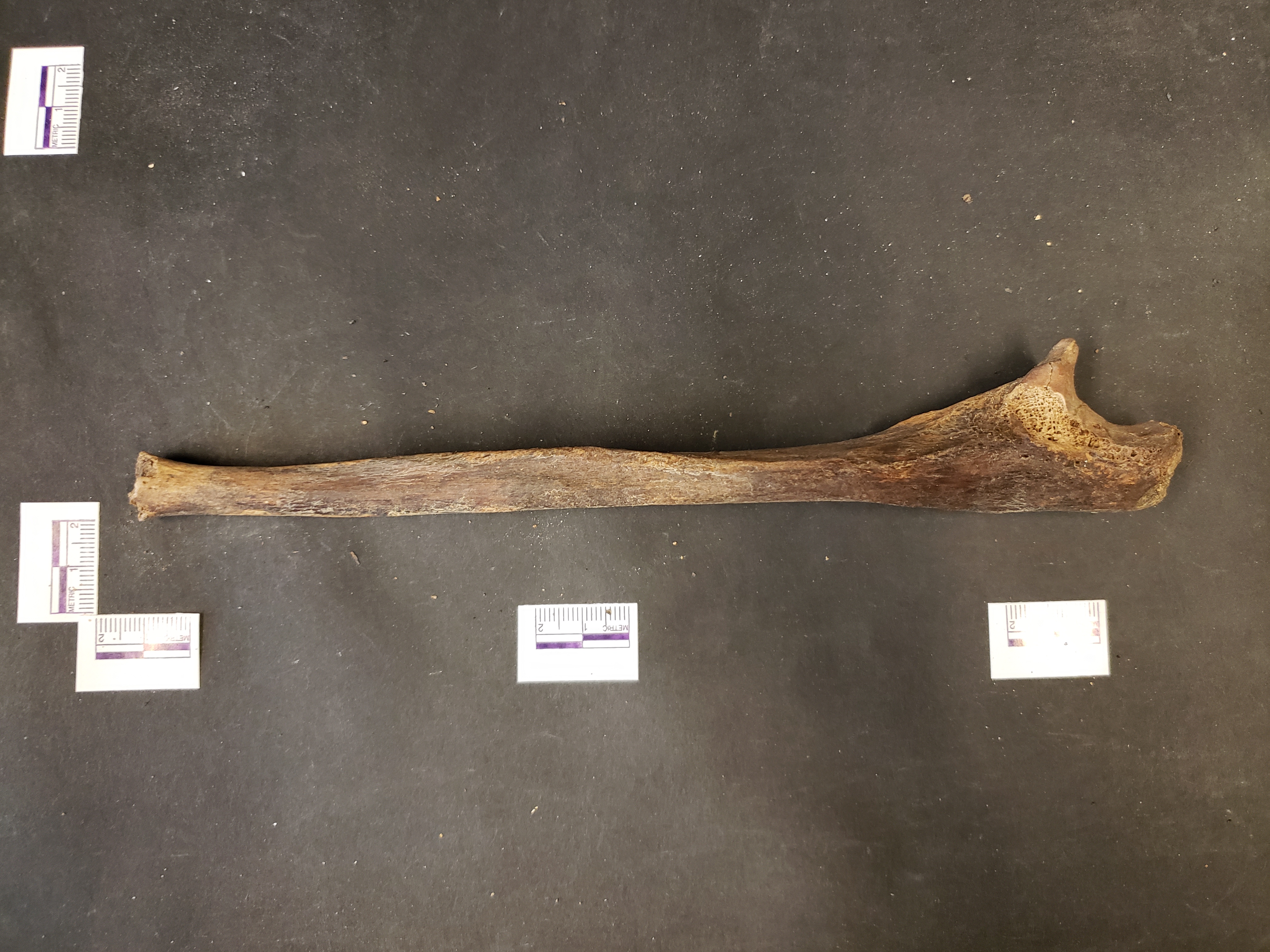 Lateral view (distal up)