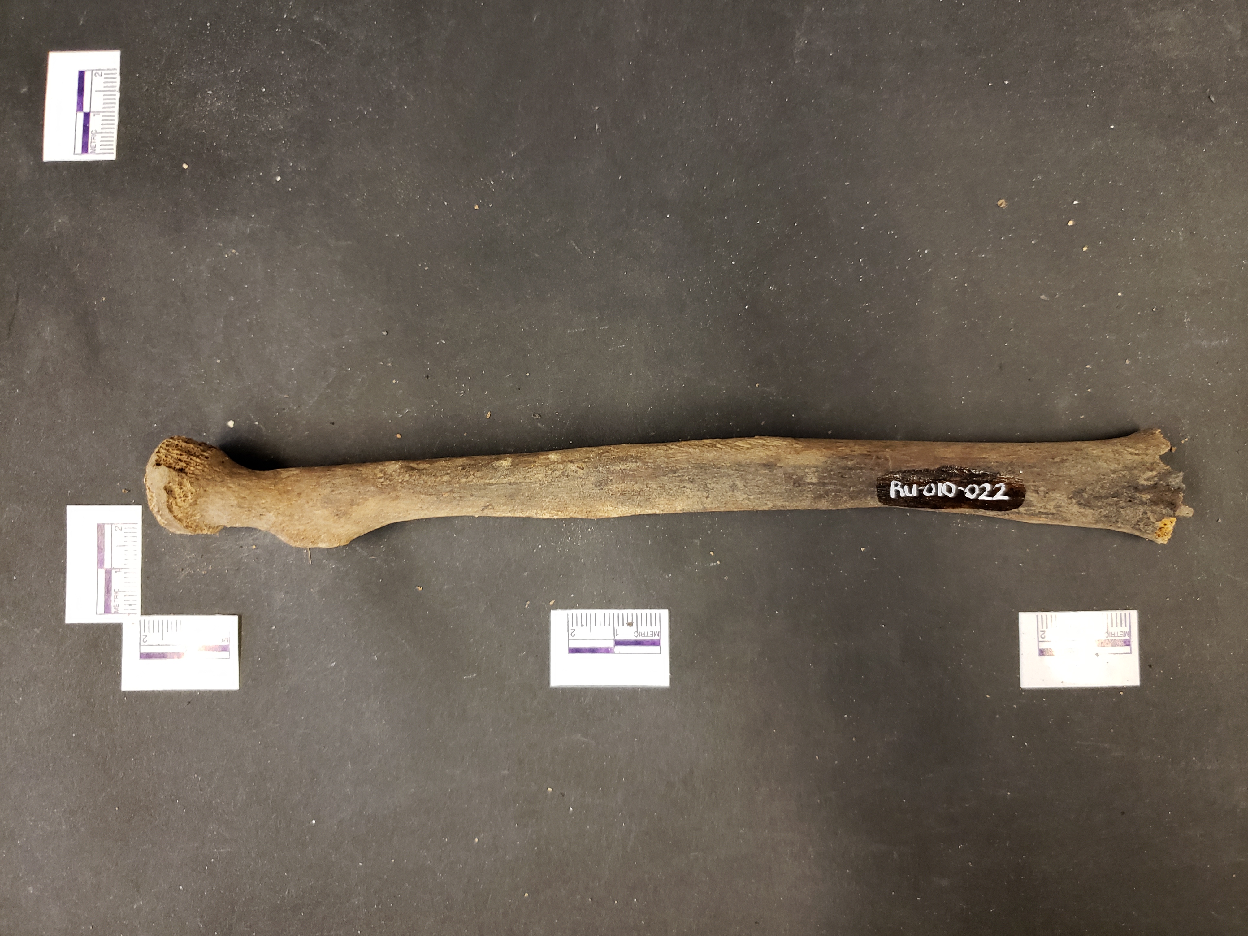 Anterior view (distal down)