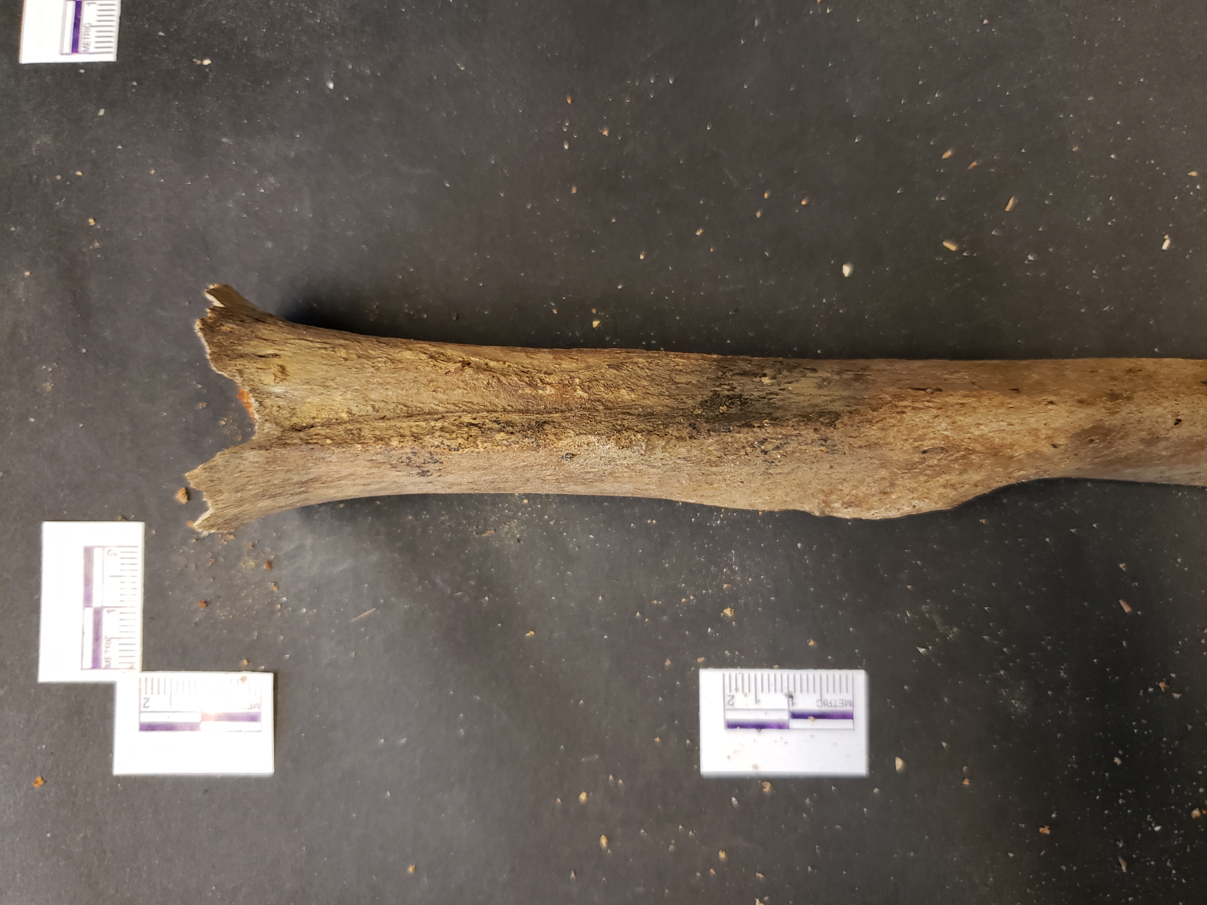 Proximal end (anterior)