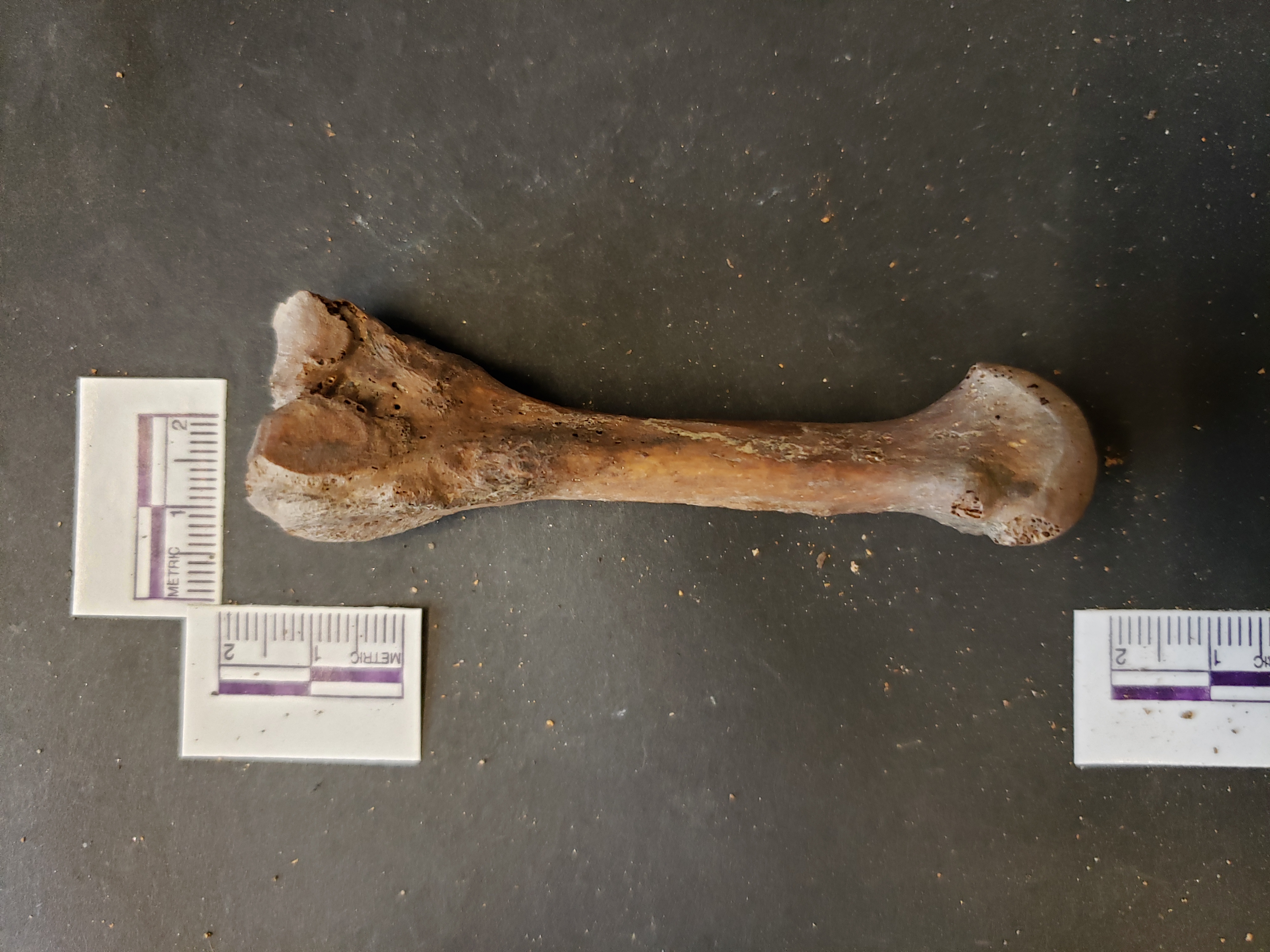 Lateral view (distal down)