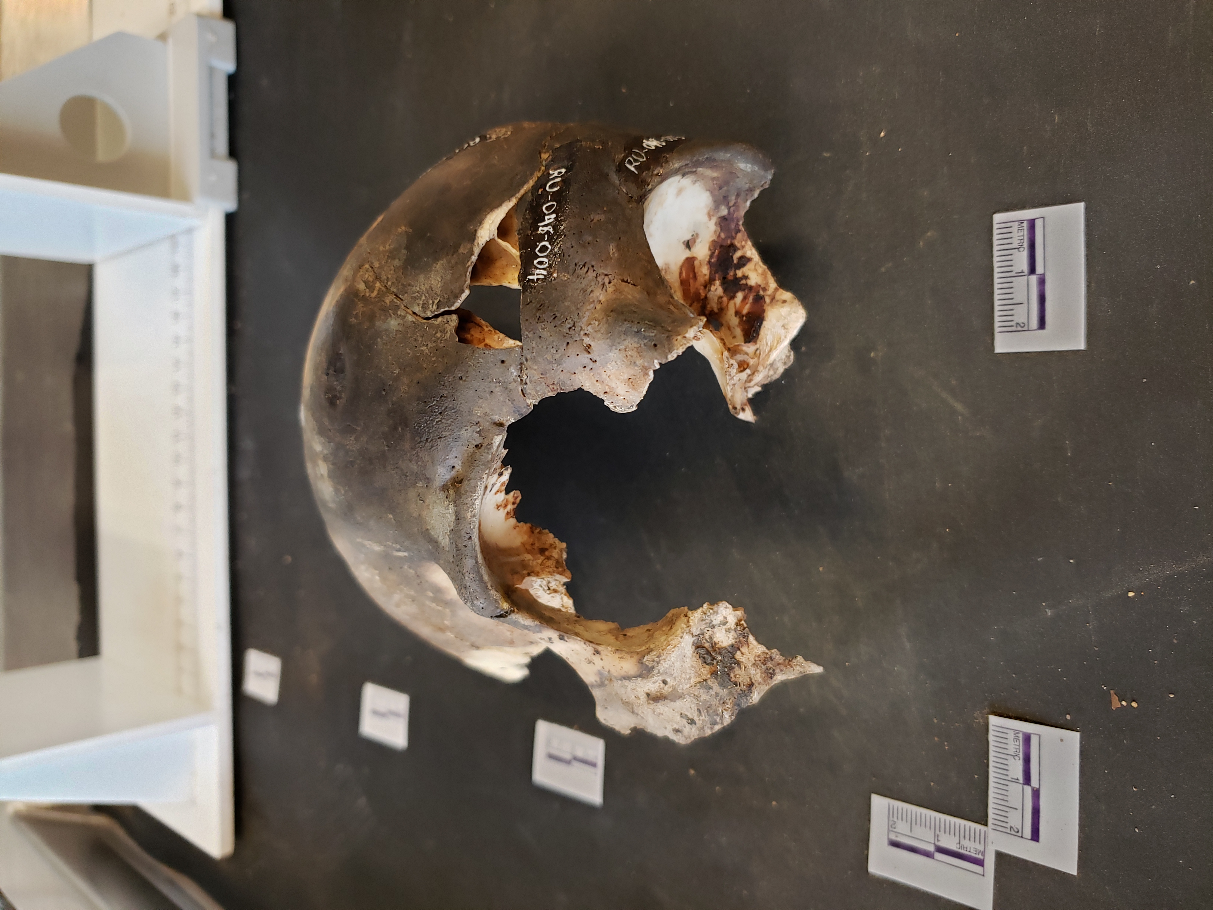Reconstructed skull: RU-048-004 is anterior fragment