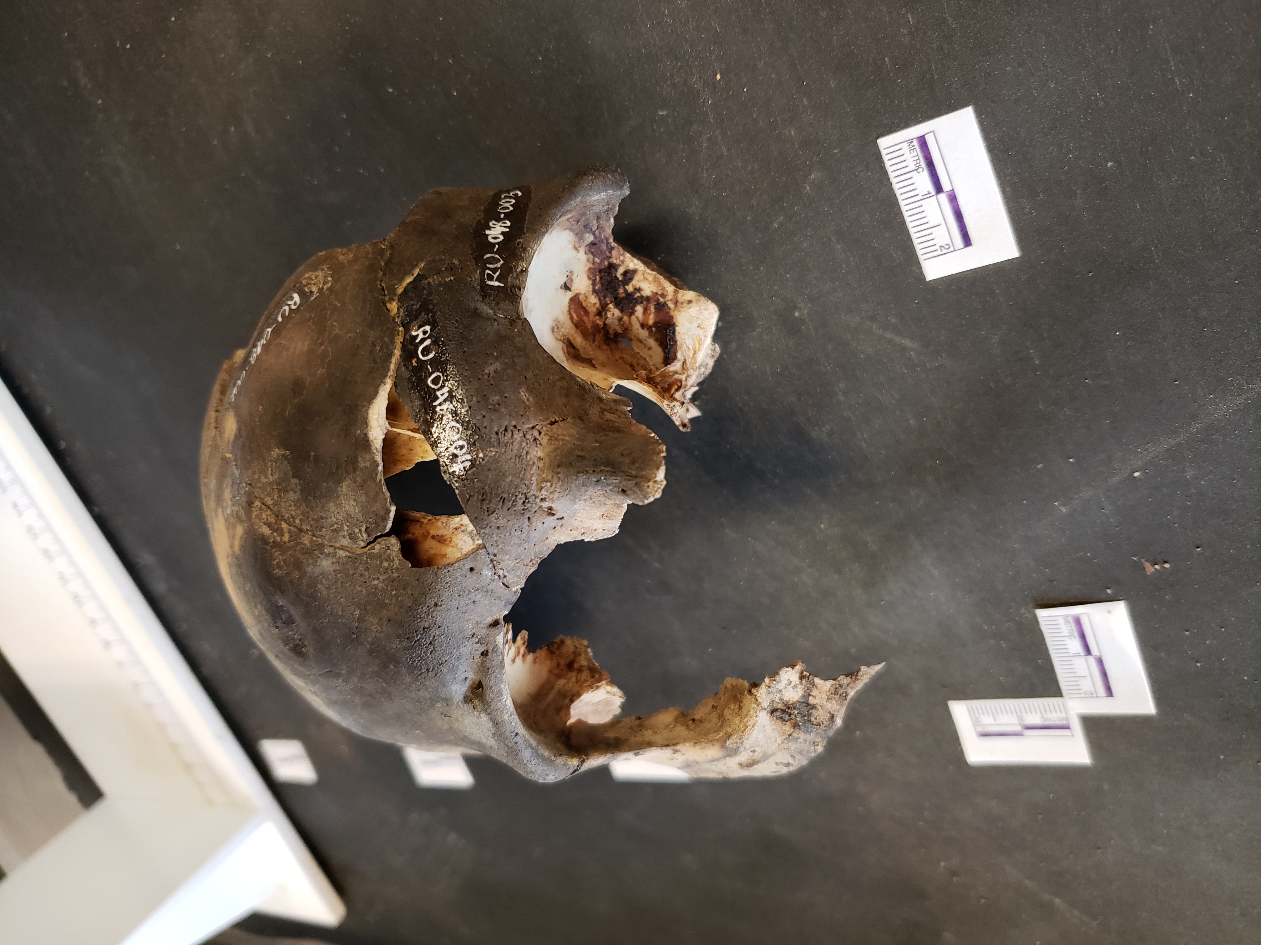 Anterior view of reconstructed skull: RU-048-003 is in lower right