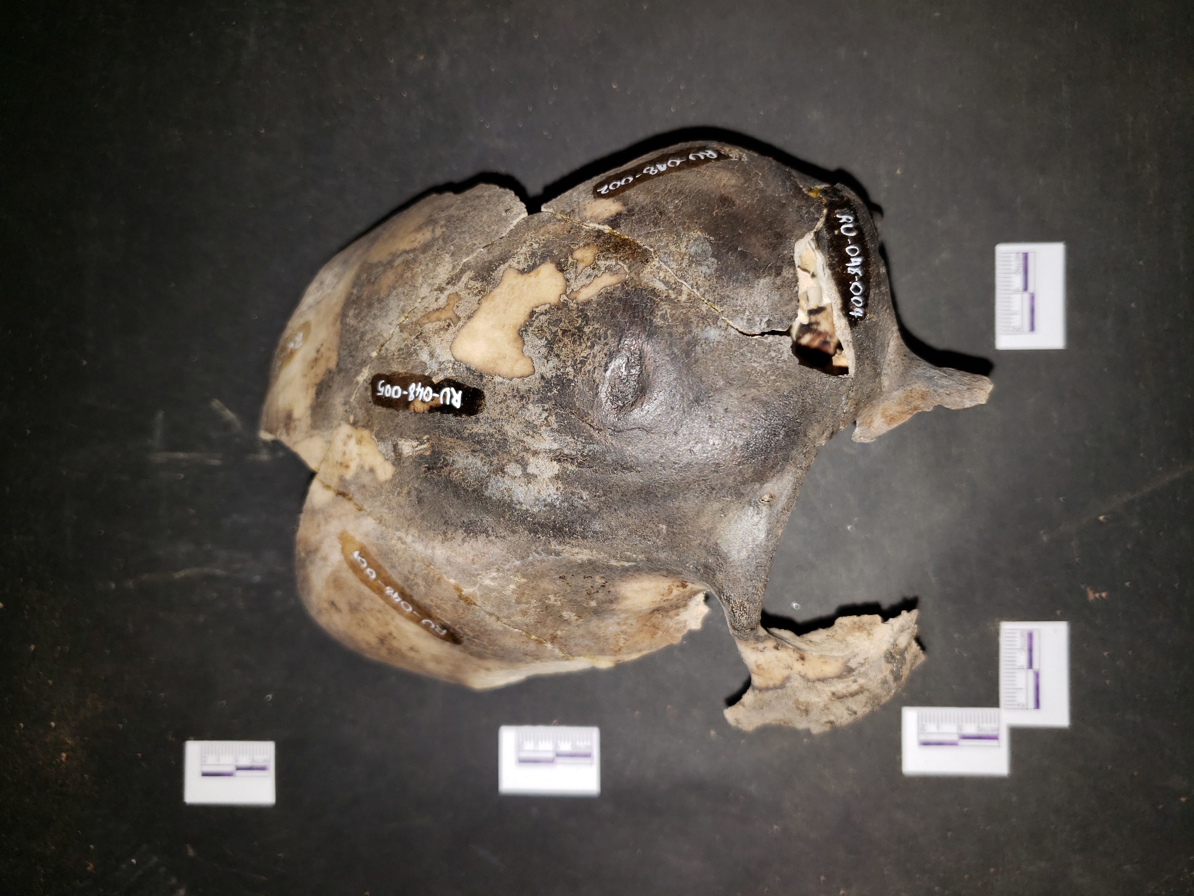 Reconstructed skull: RU-048-002 is lower right fragment