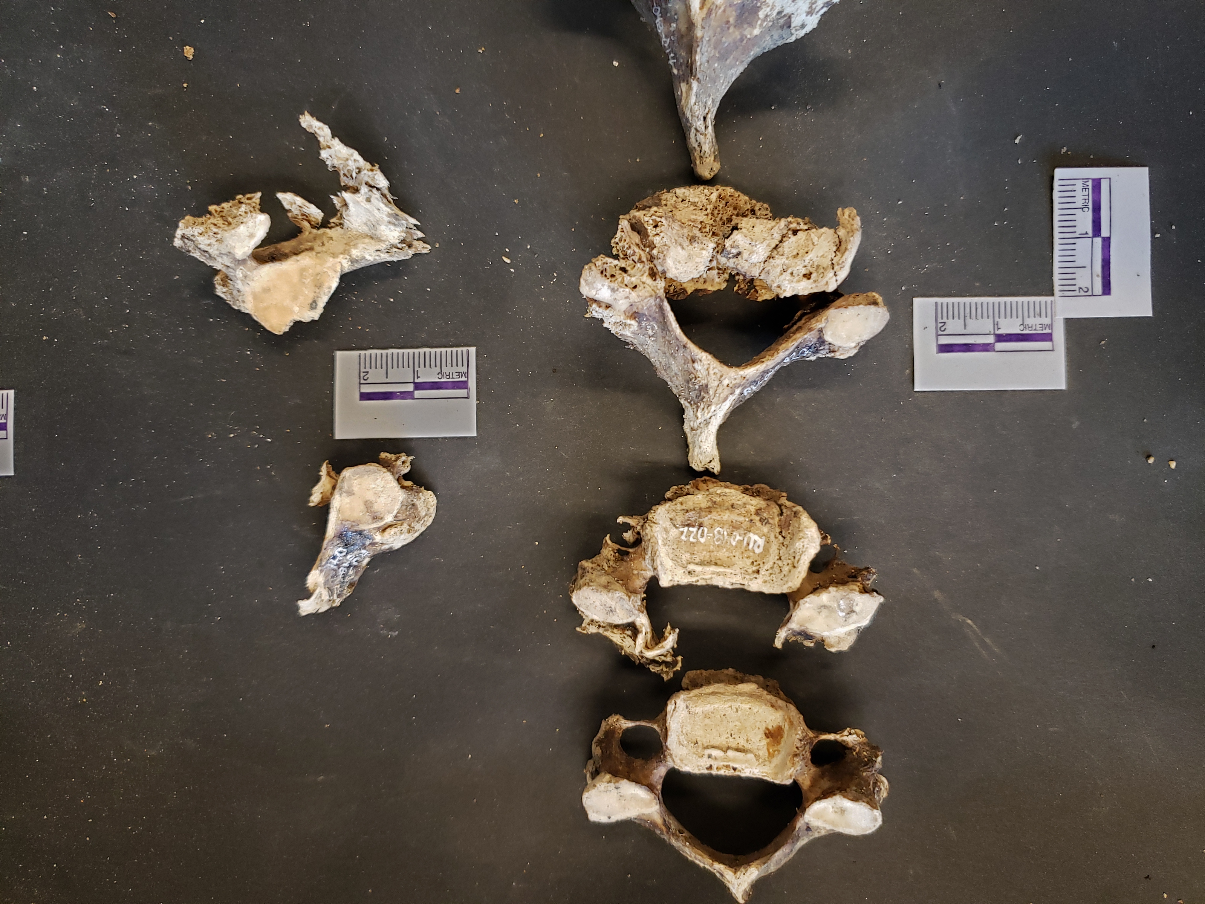 Fragment in upper right