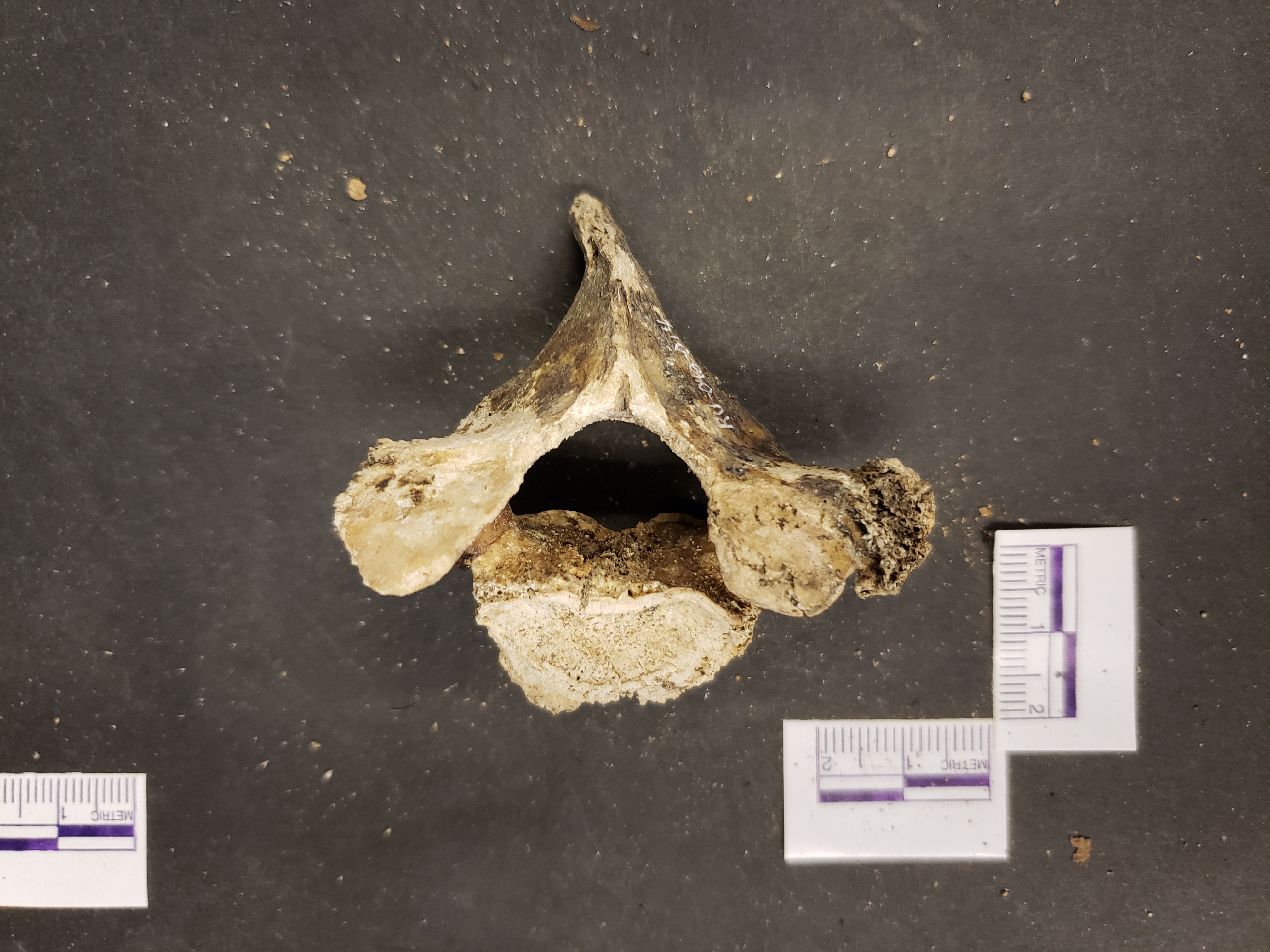 Superior view (anterior left)