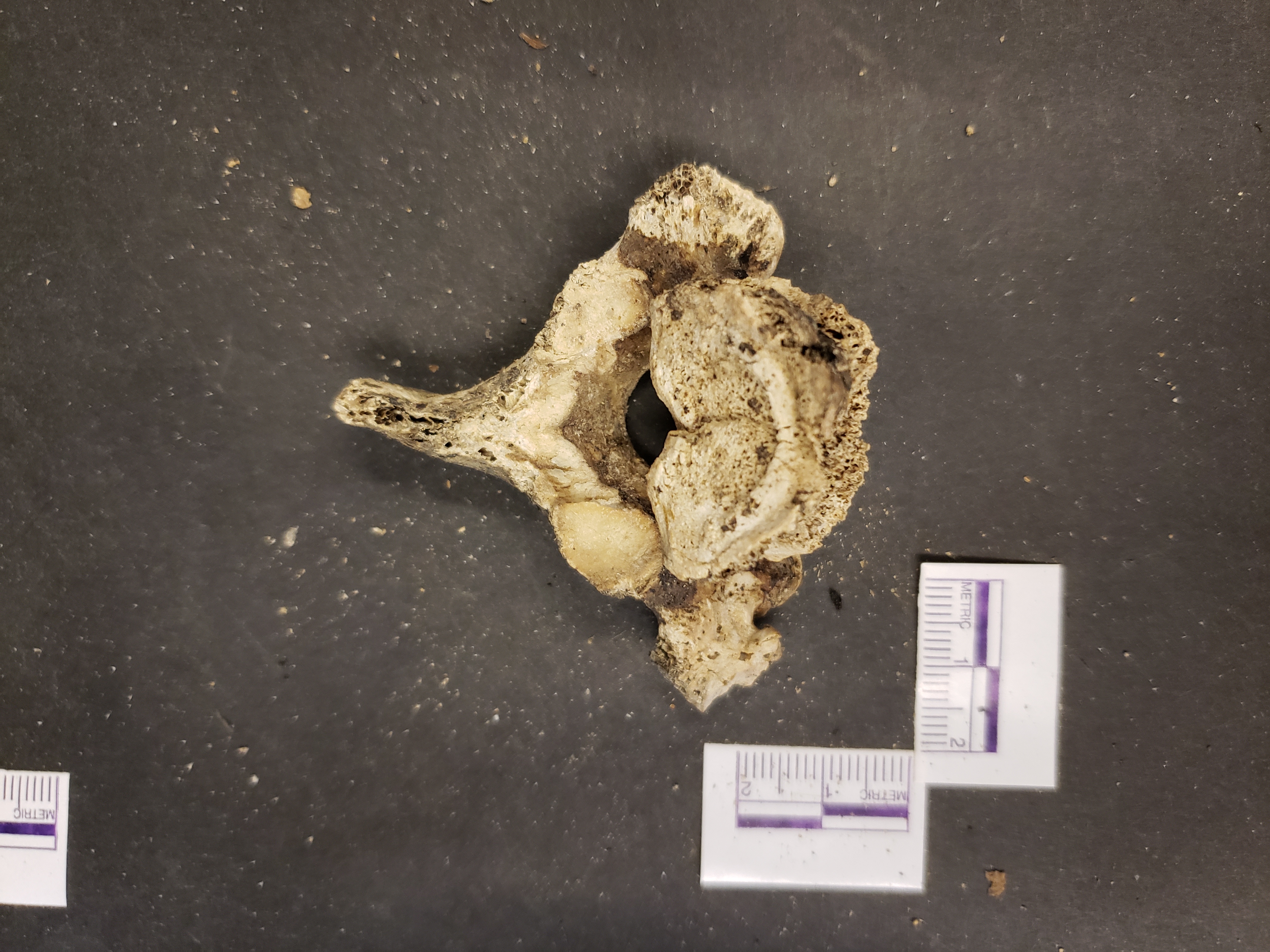 Inferior view (anterior down)