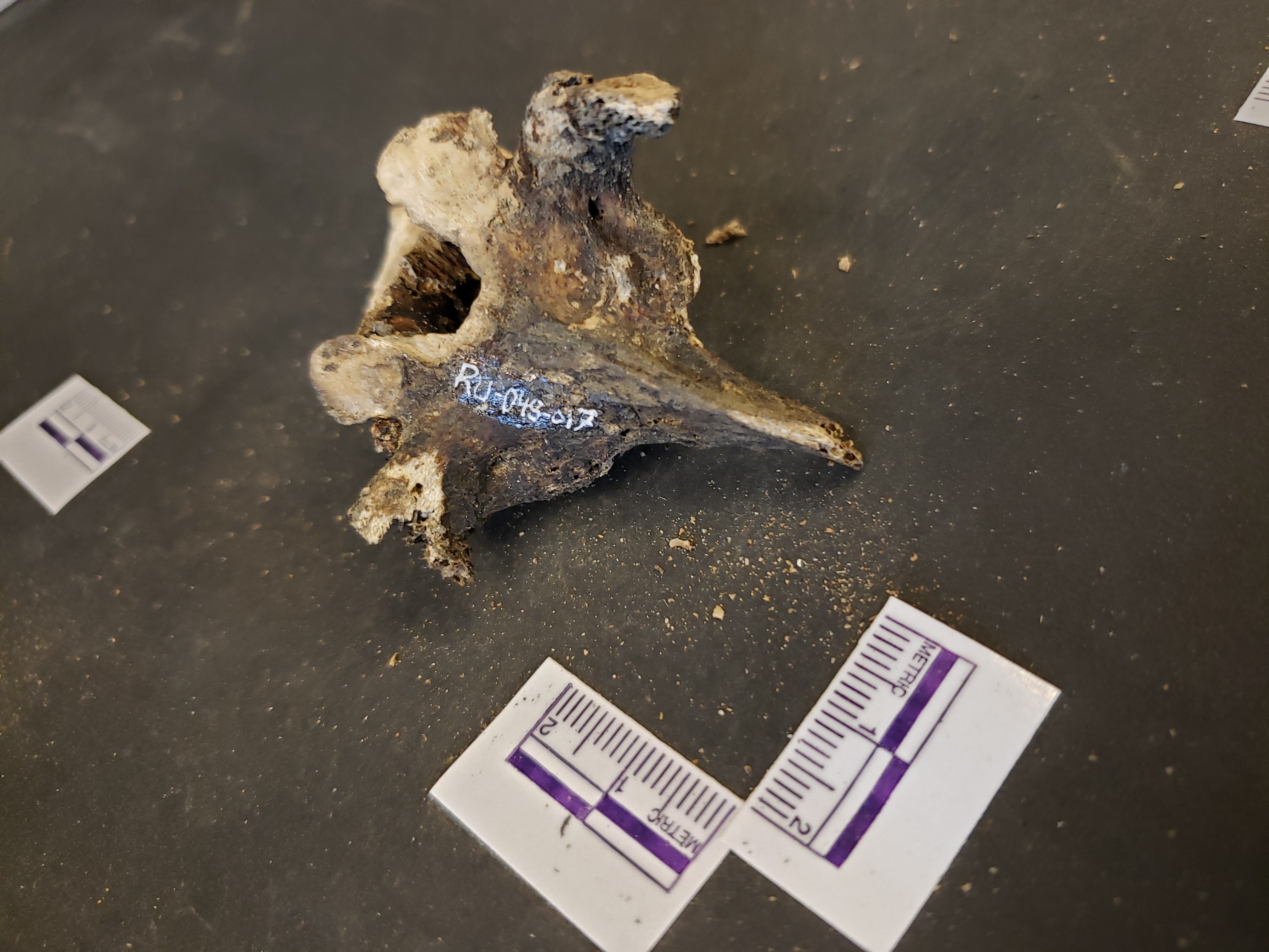 Posterior view