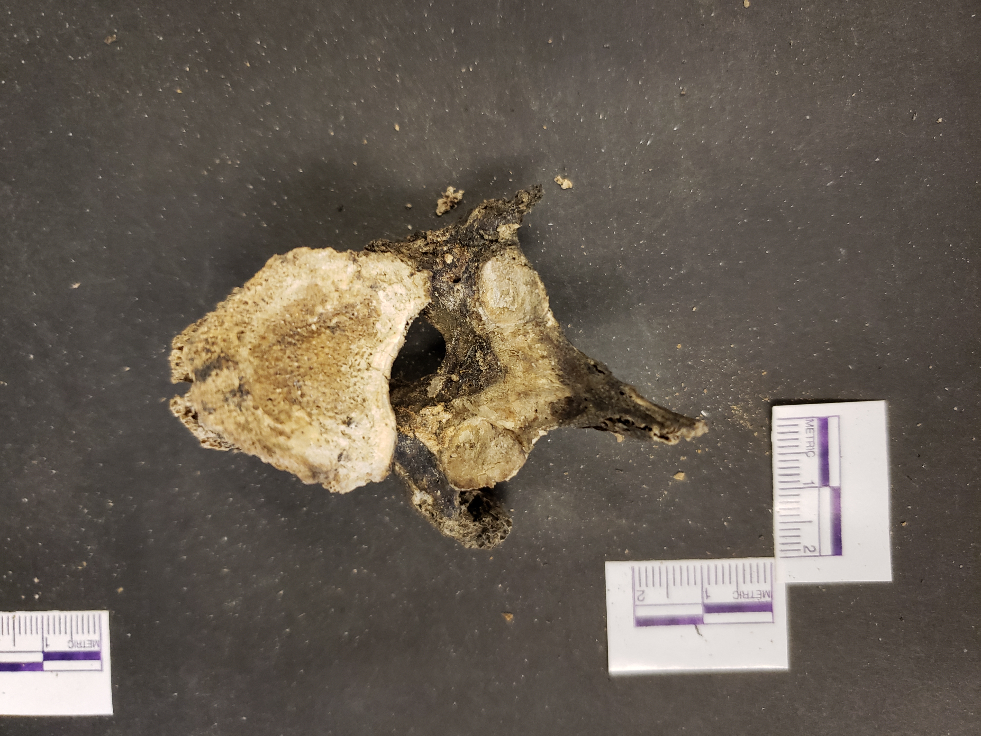 Inferior view (anterior up)