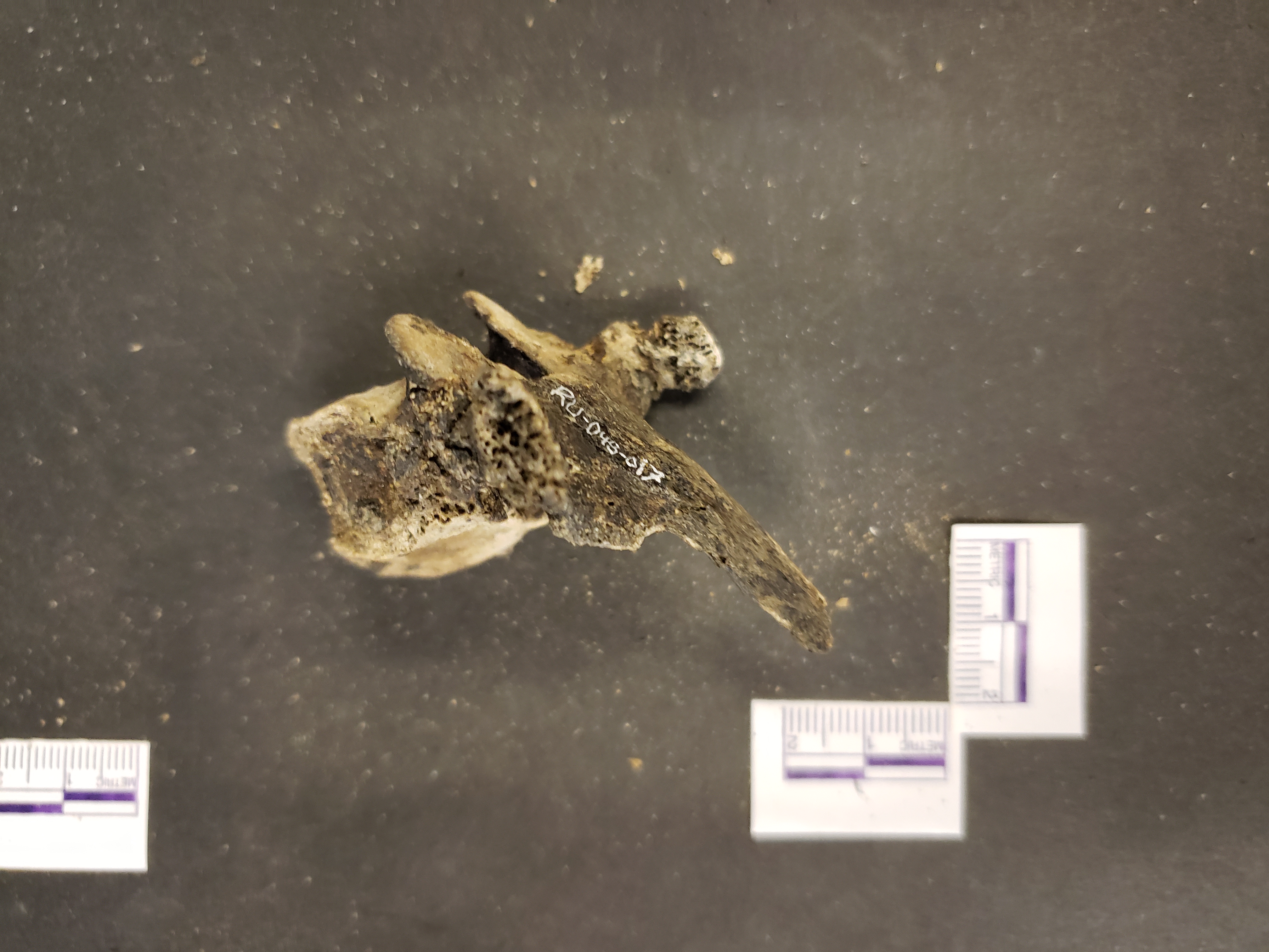 Lateral view (superior right)