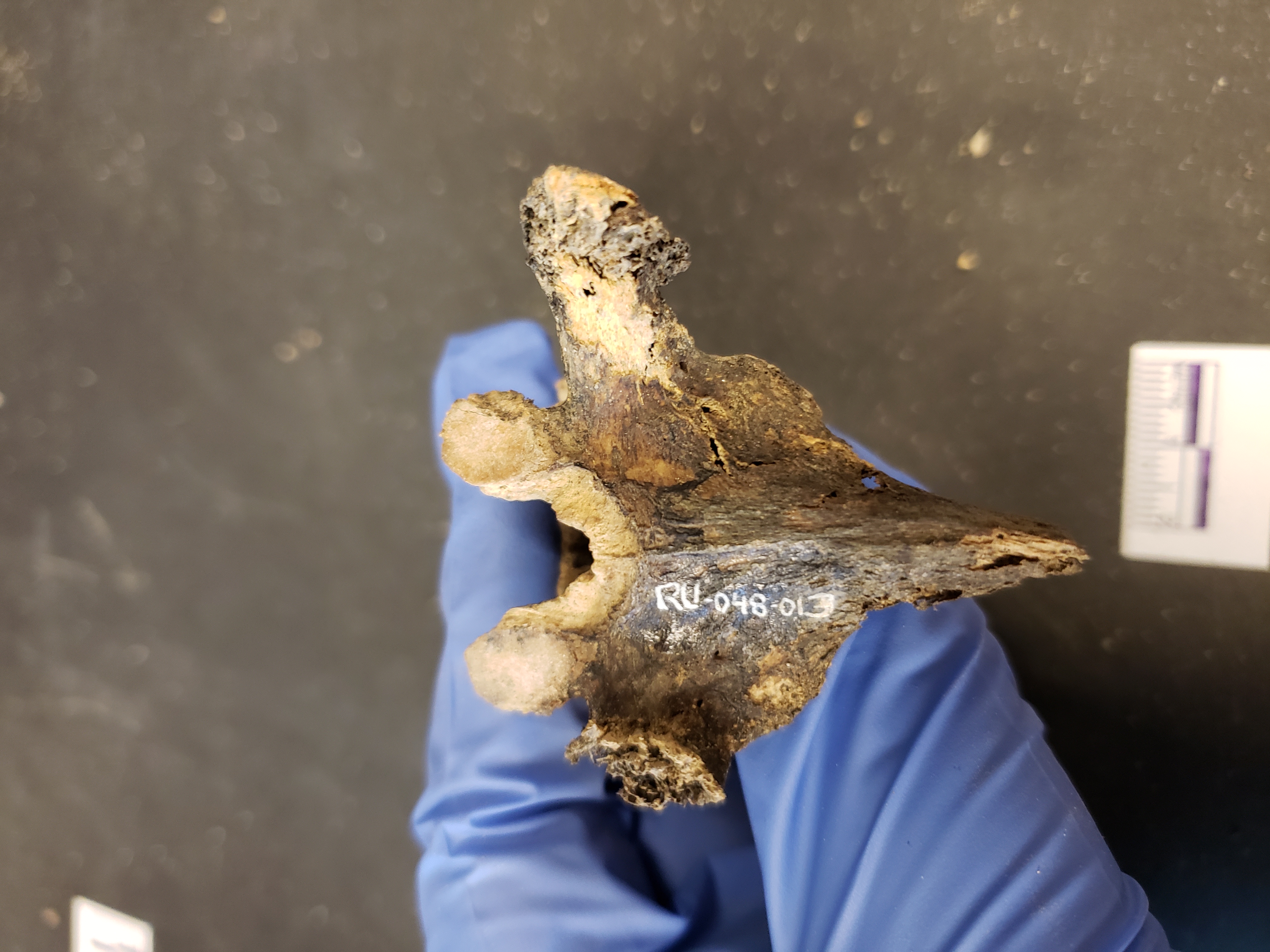 Posterior view