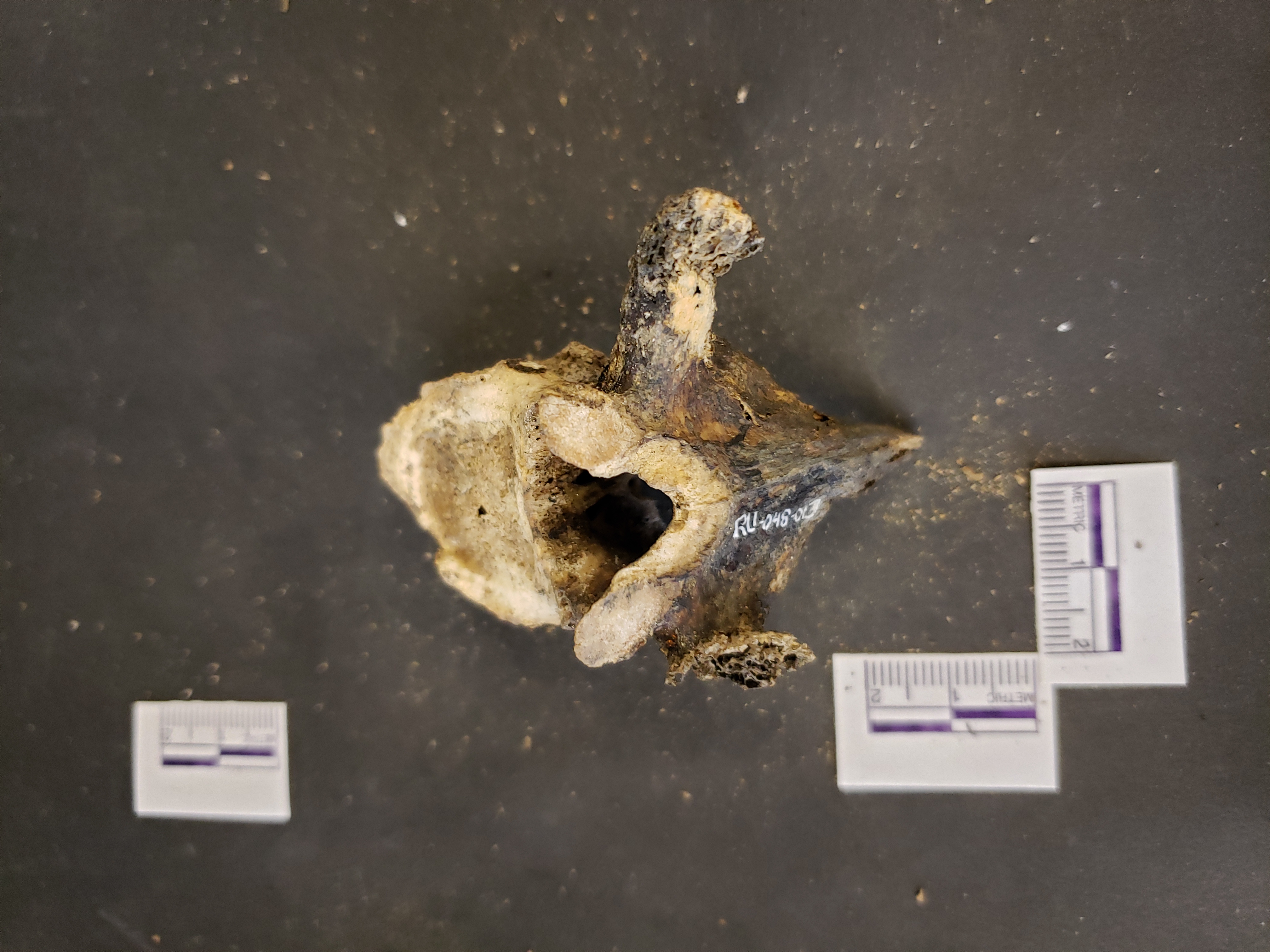Superior view (anterior up)