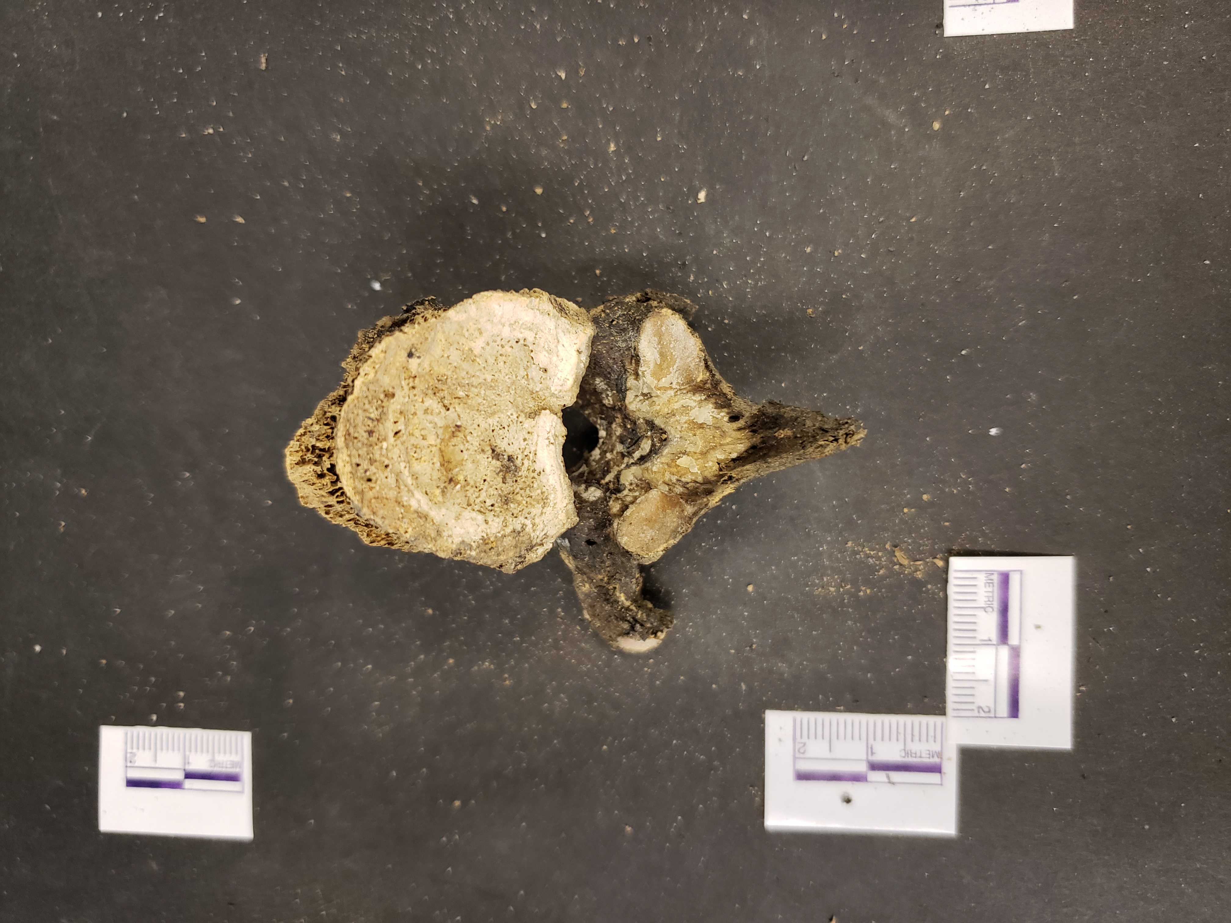 Inferior view (anterior up)