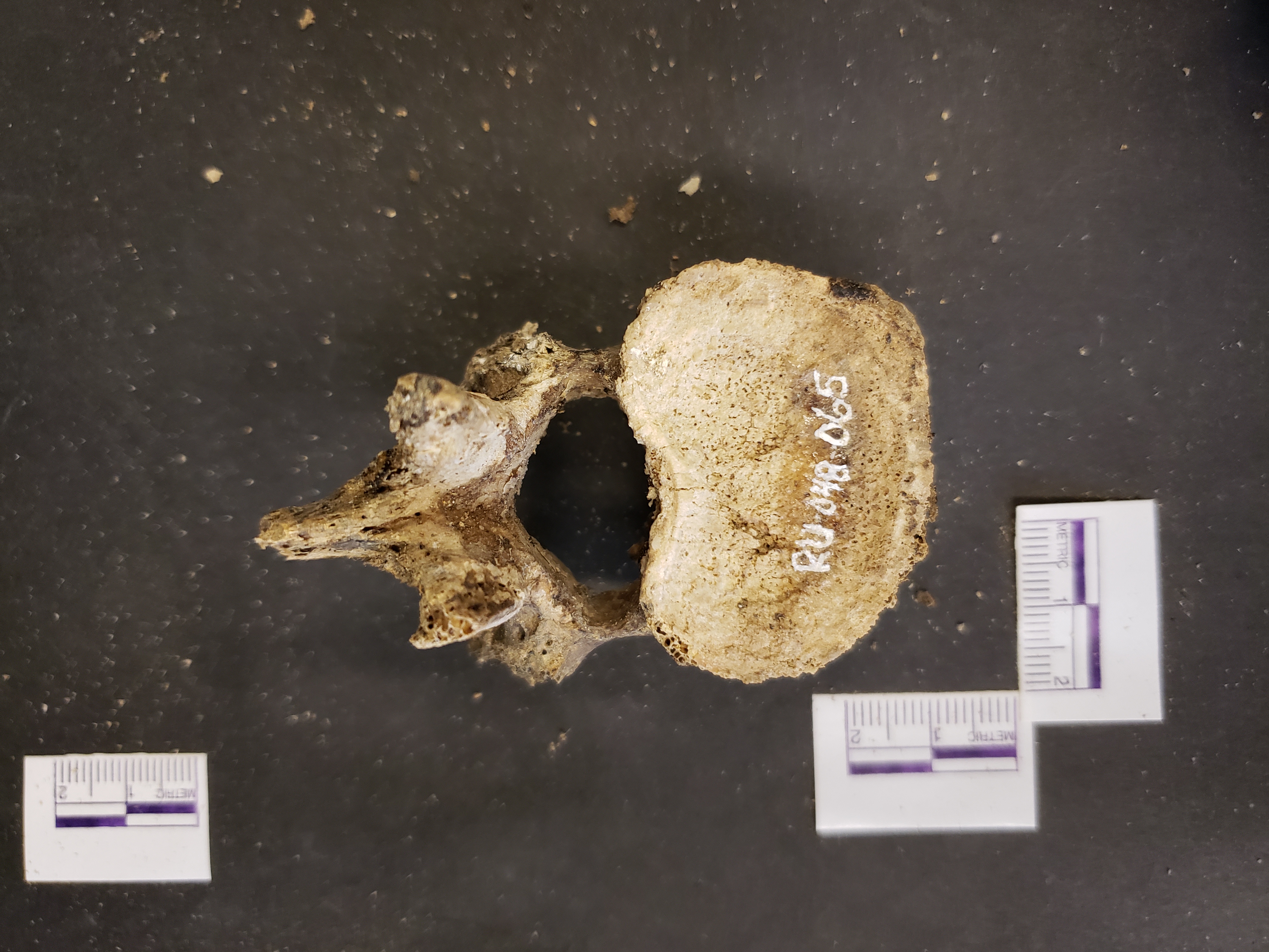 Inferior view (anterior down)