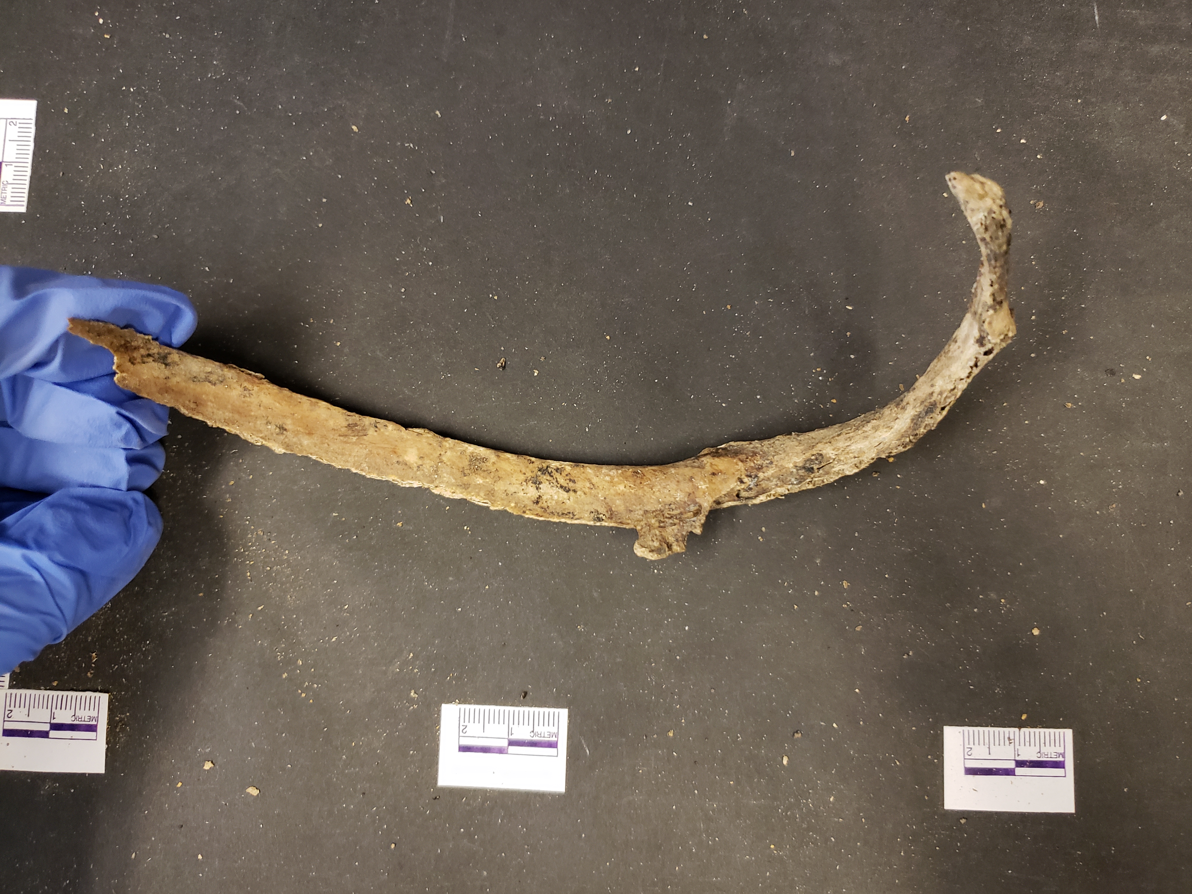 Medial view (inner curve)