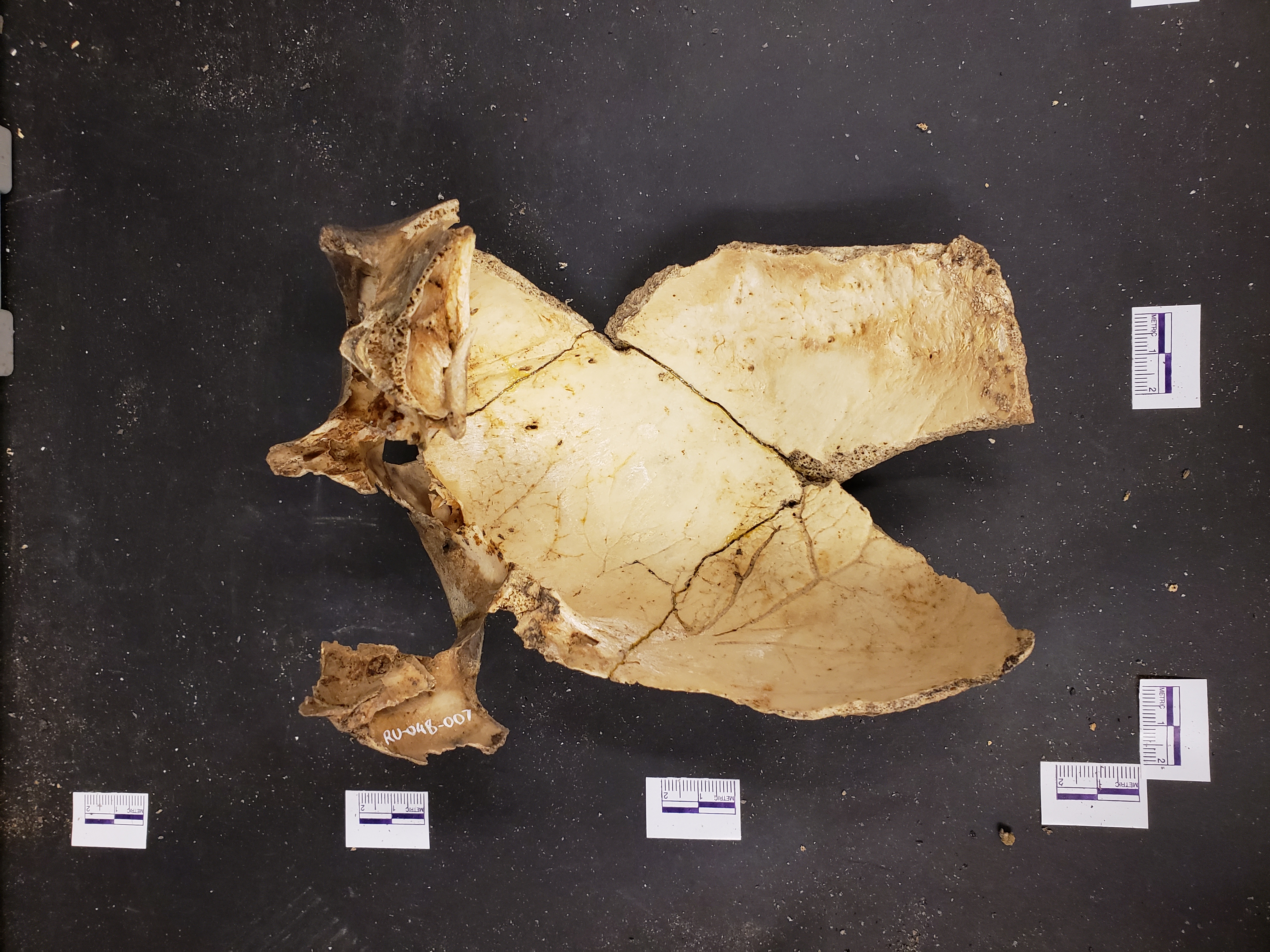 Endocranial view of reconstructed skull: RU-048-001 is lower left fragment