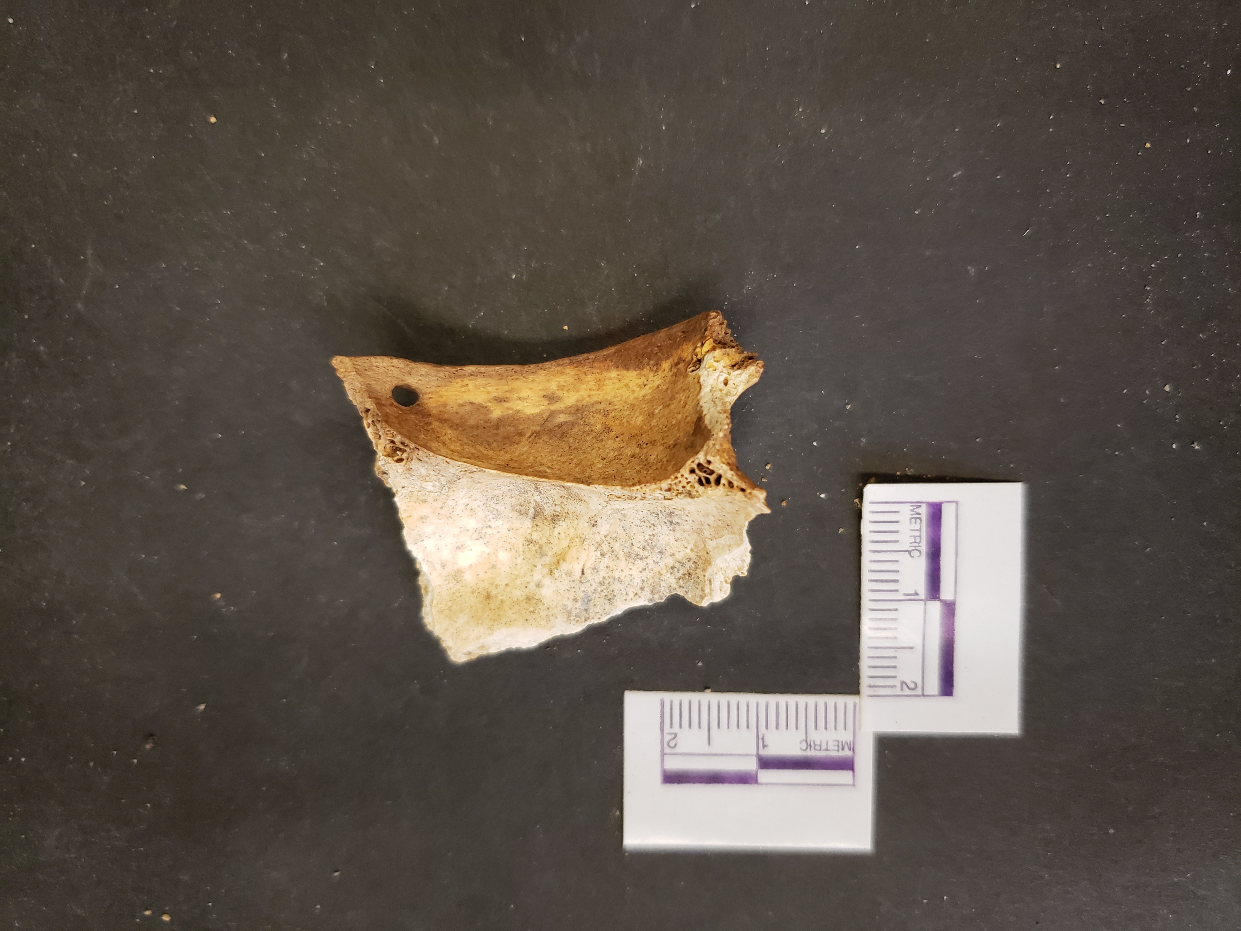 Endocranial view (inferior right)